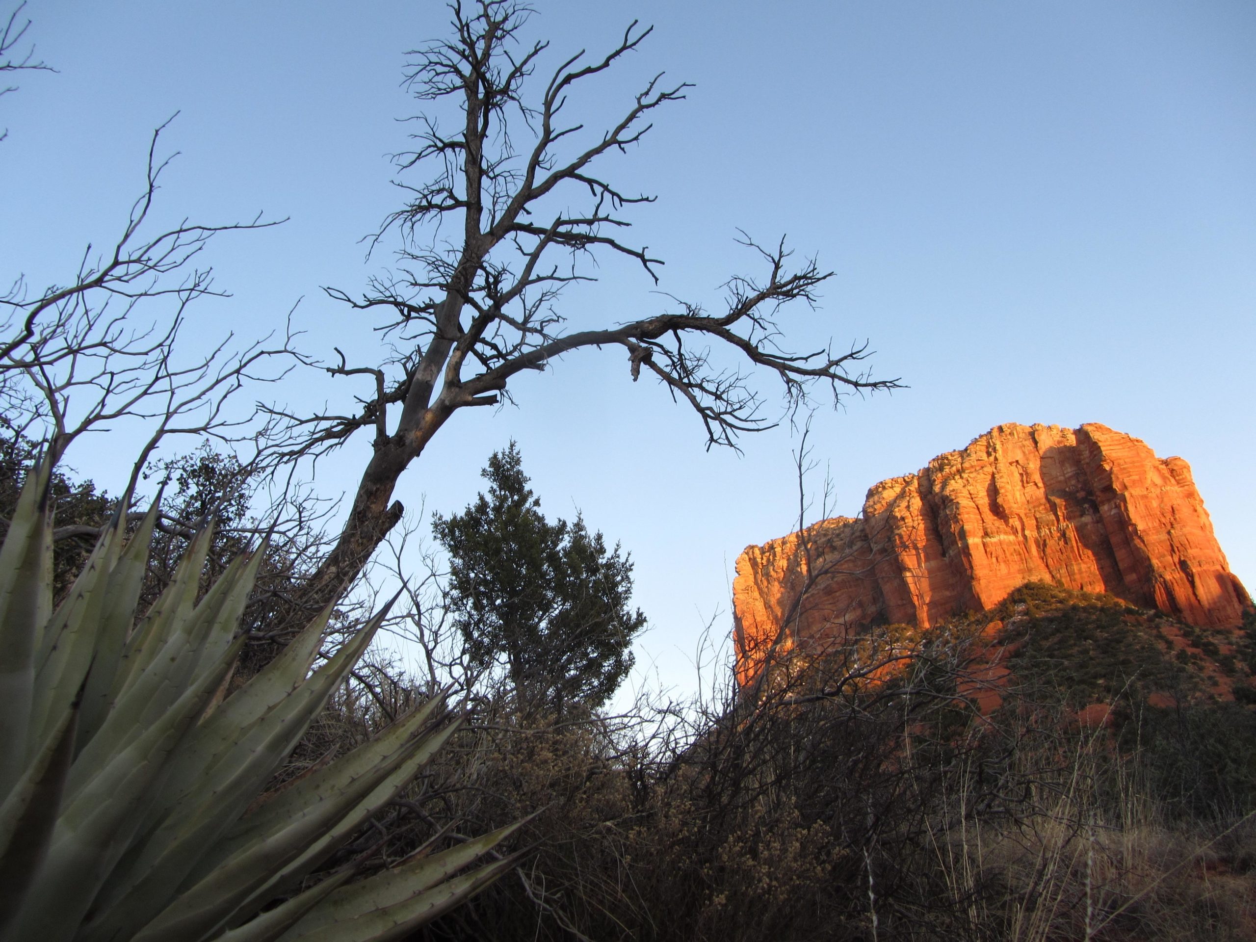 A barren tree branches against a blue sky, with a red rock formation rising in the background, surrounded by desert vegetation, including spiky green plants and shrubs. Bell Rock Area Trails mountain bike trail.