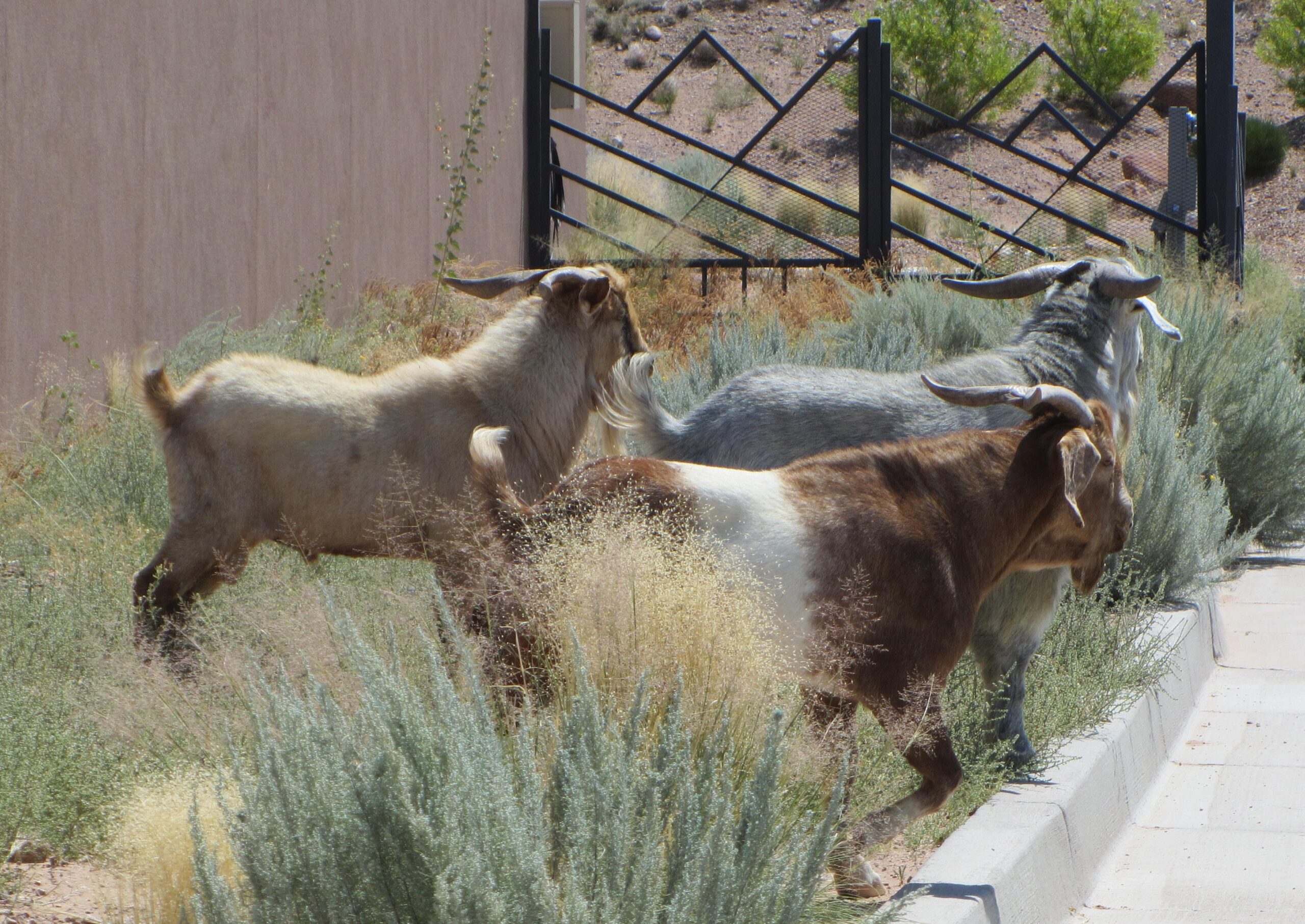 Three goats with distinct coat colors—one brown with white patches, one light beige, and one gray—are walking along a pathway surrounded by tall, dry grass and shrubs. In the background, a black metal gate can be seen against a hillside. Parkway Fatbike trail mountain bike trail.