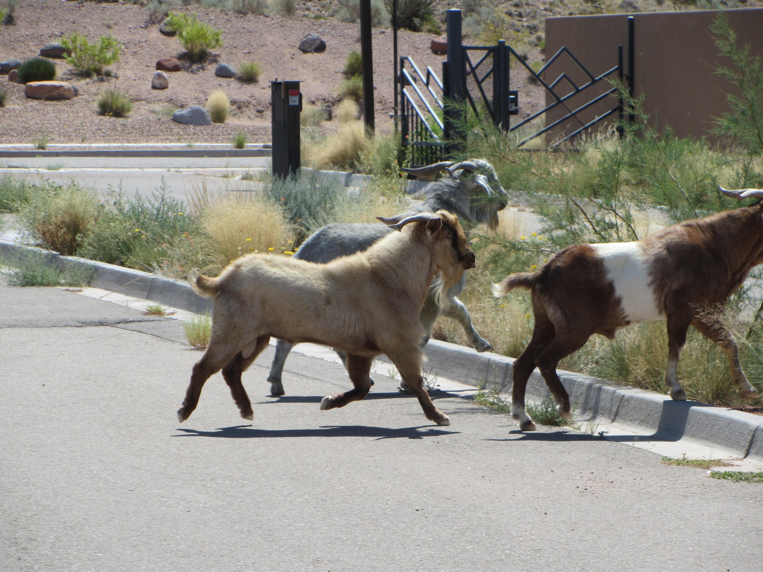 Three goats moving playfully along a paved road, with a background of dry vegetation and rocky terrain. The goats are varied in color, with one light brown, one gray, and one brown and white, as they navigate through the outdoor setting. Parkway Fatbike trail mountain bike trail.