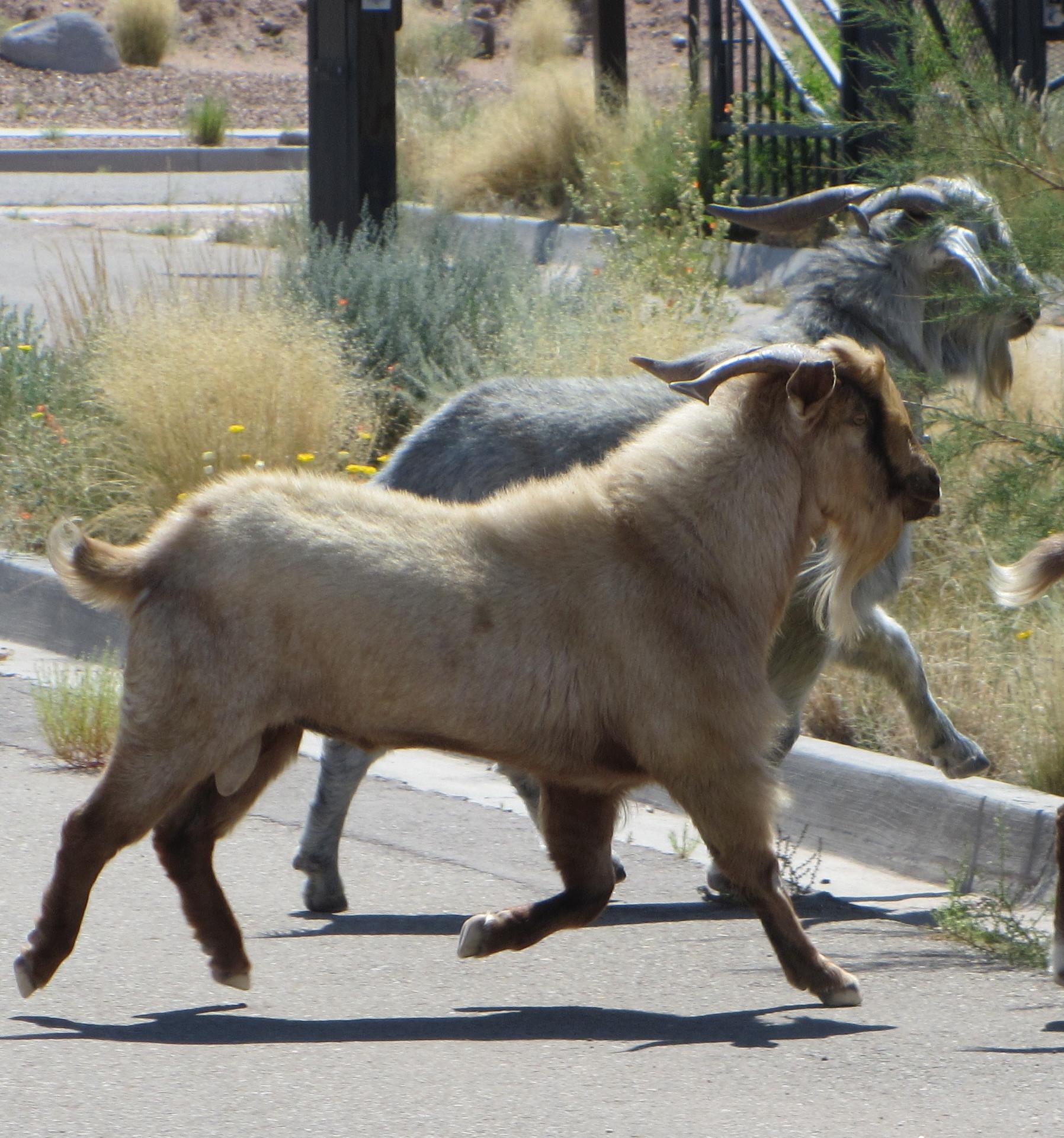 A light brown goat and a gray goat are seen running along a road, with dry grass and some wildflowers in the background. The goats appear lively and are moving together in a natural setting. Parkway Fatbike trail mountain bike trail.