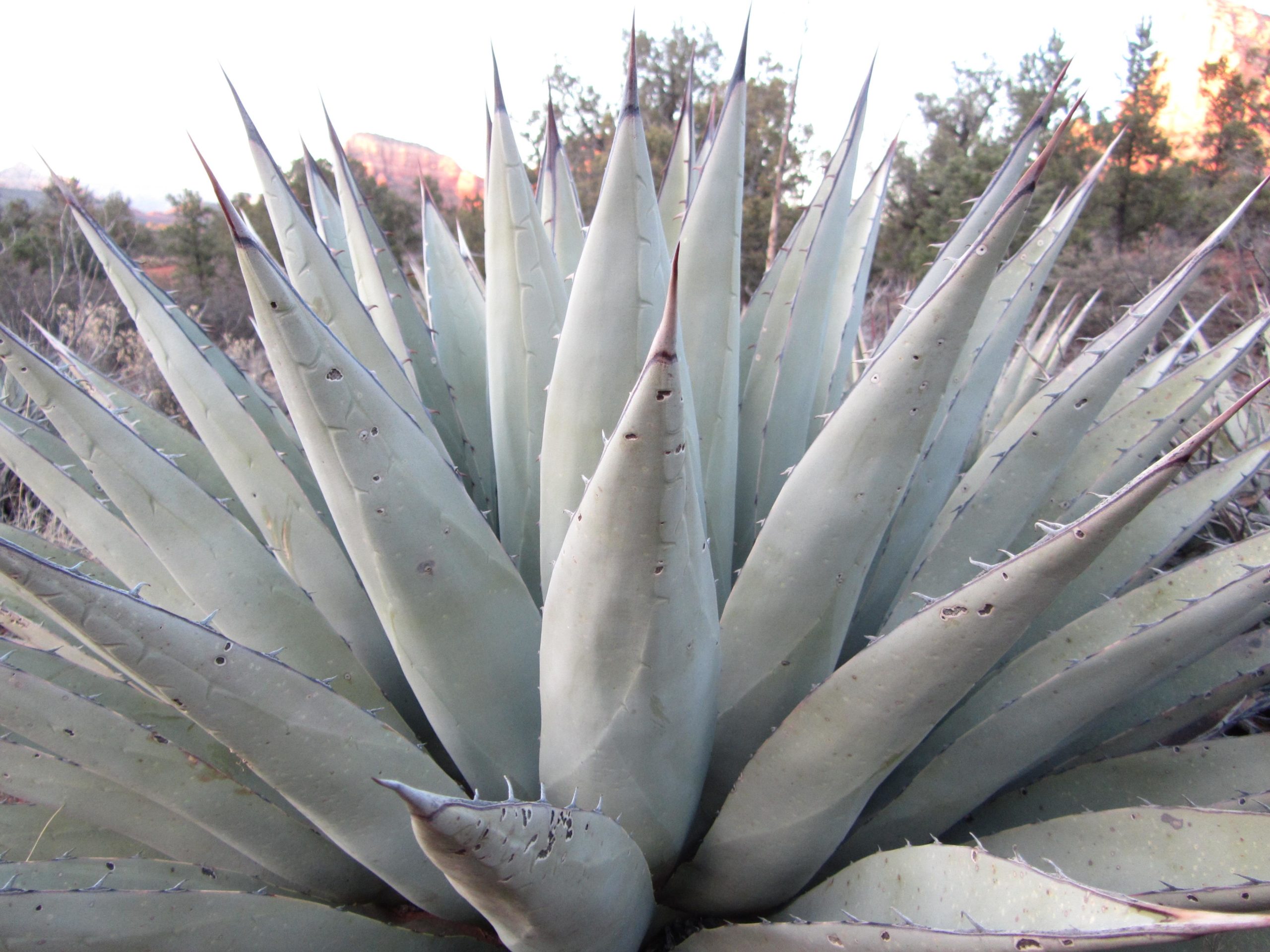 A close-up view of a large agave plant with thick, pointed leaves extending outward. The leaves are light green with a waxy texture, featuring sharp edges and some small blemishes. In the background, blurred trees and a hint of a mountainous landscape are visible. Bell Rock Area Trails mountain bike trail.