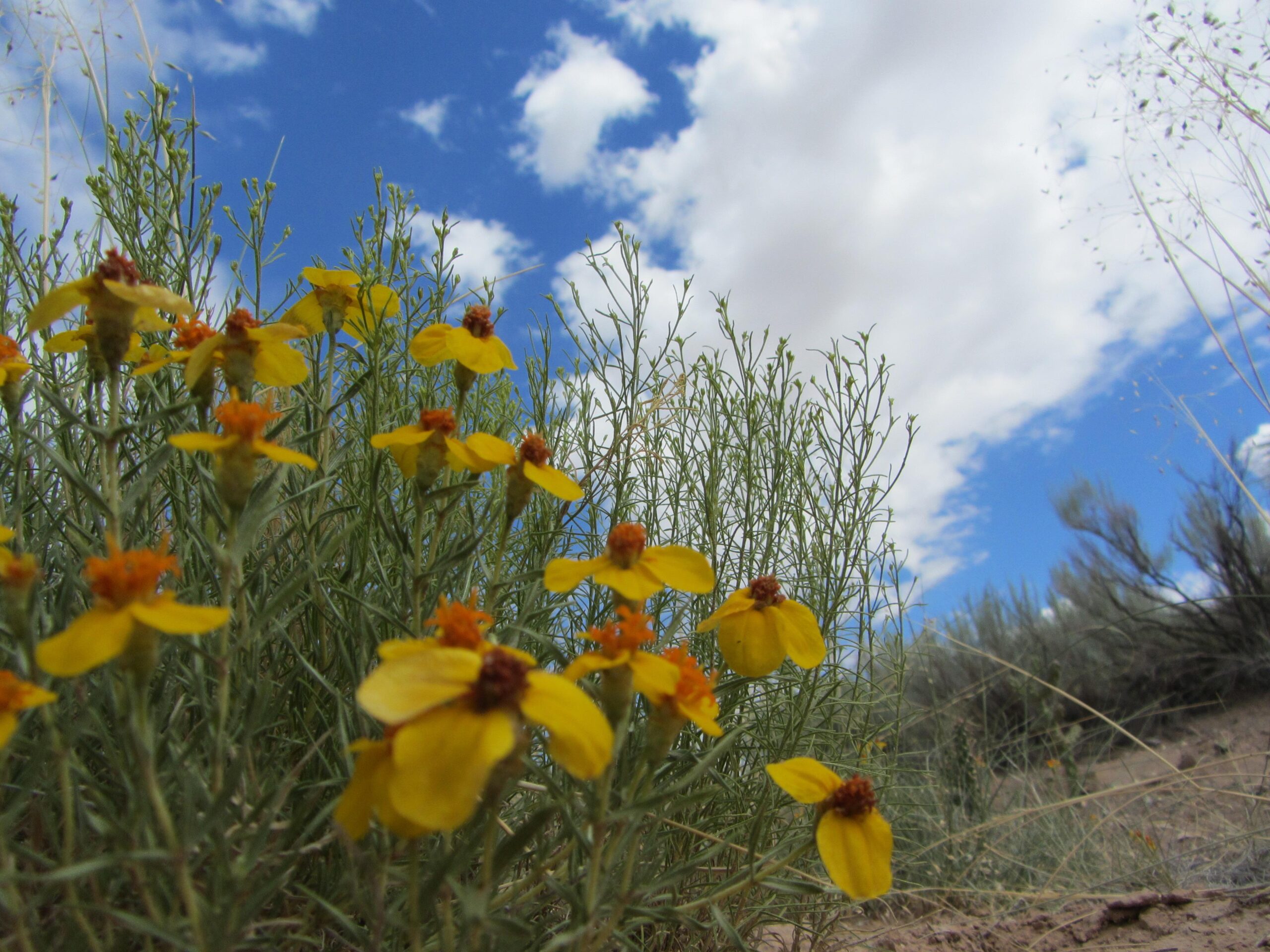 A close-up view of vibrant yellow flowers with orange centers, set against a backdrop of green shrubbery and a bright blue sky dotted with fluffy white clouds. Parkway Fatbike trail mountain bike trail.