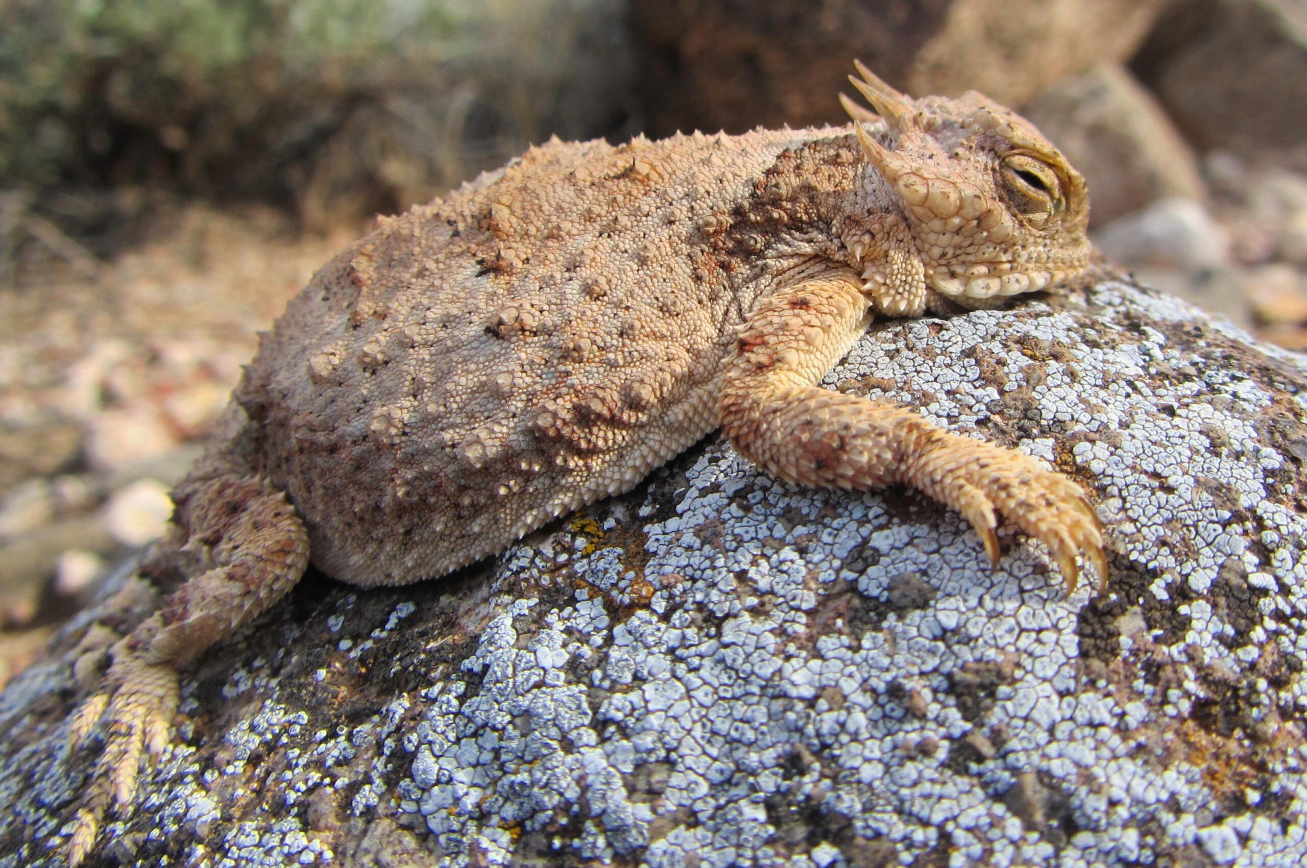 A close-up of a horned lizard resting on a textured rock covered with lichen. The lizard's spiky skin and earthy colors blend with the rocky environment, showcasing its adaptation to the natural habitat. Parkway Fatbike trail mountain bike trail.