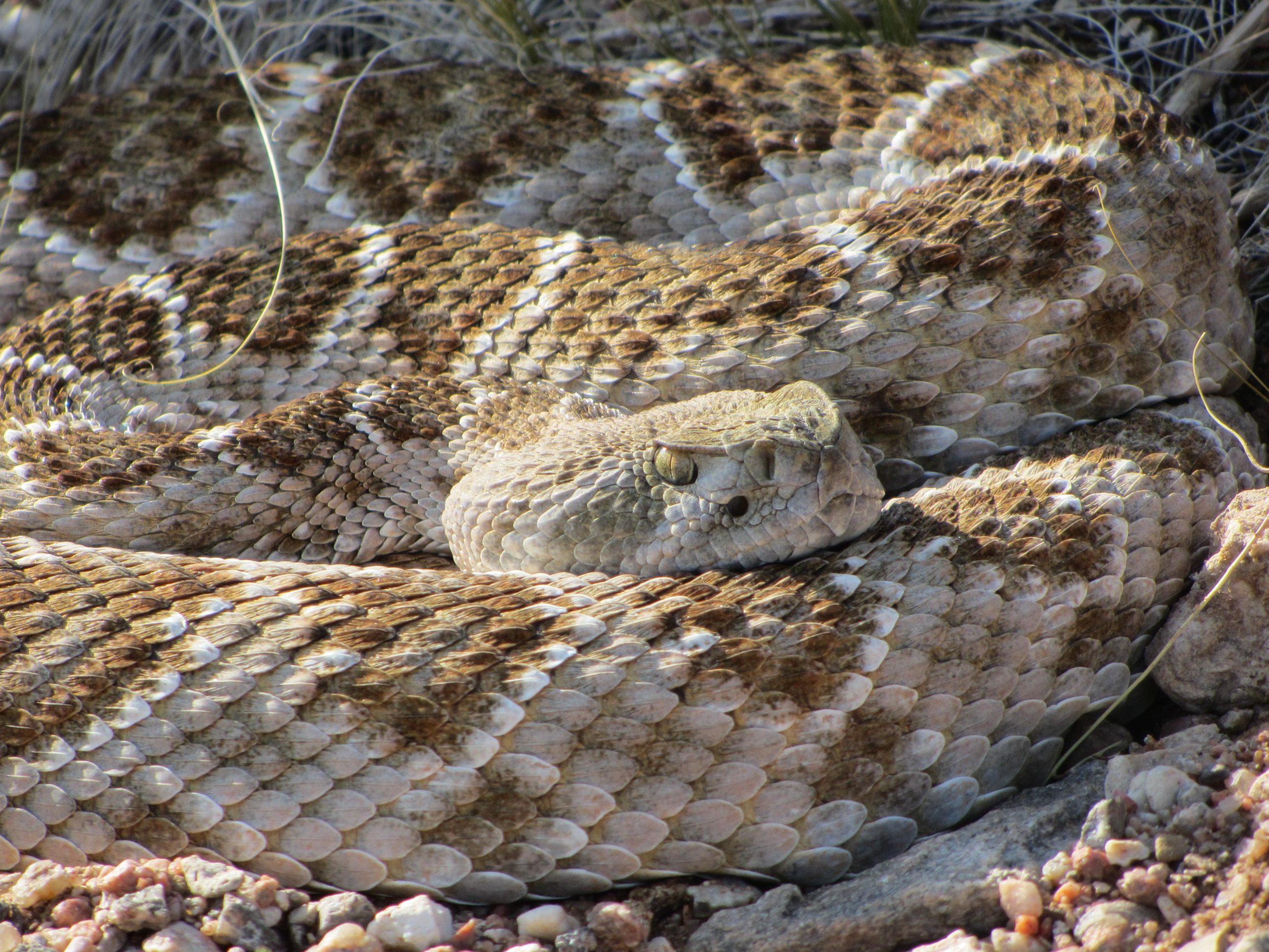 A close-up image of a coiled snake resting on rocky ground, showcasing its scaly skin with a pattern of brown and cream-colored scales. The snake's head is partially visible, with a calm expression and eyes partially closed. Surrounding vegetation is sparse, emphasizing the snake's natural habitat. Goat FatBike Trail mountain bike trail.