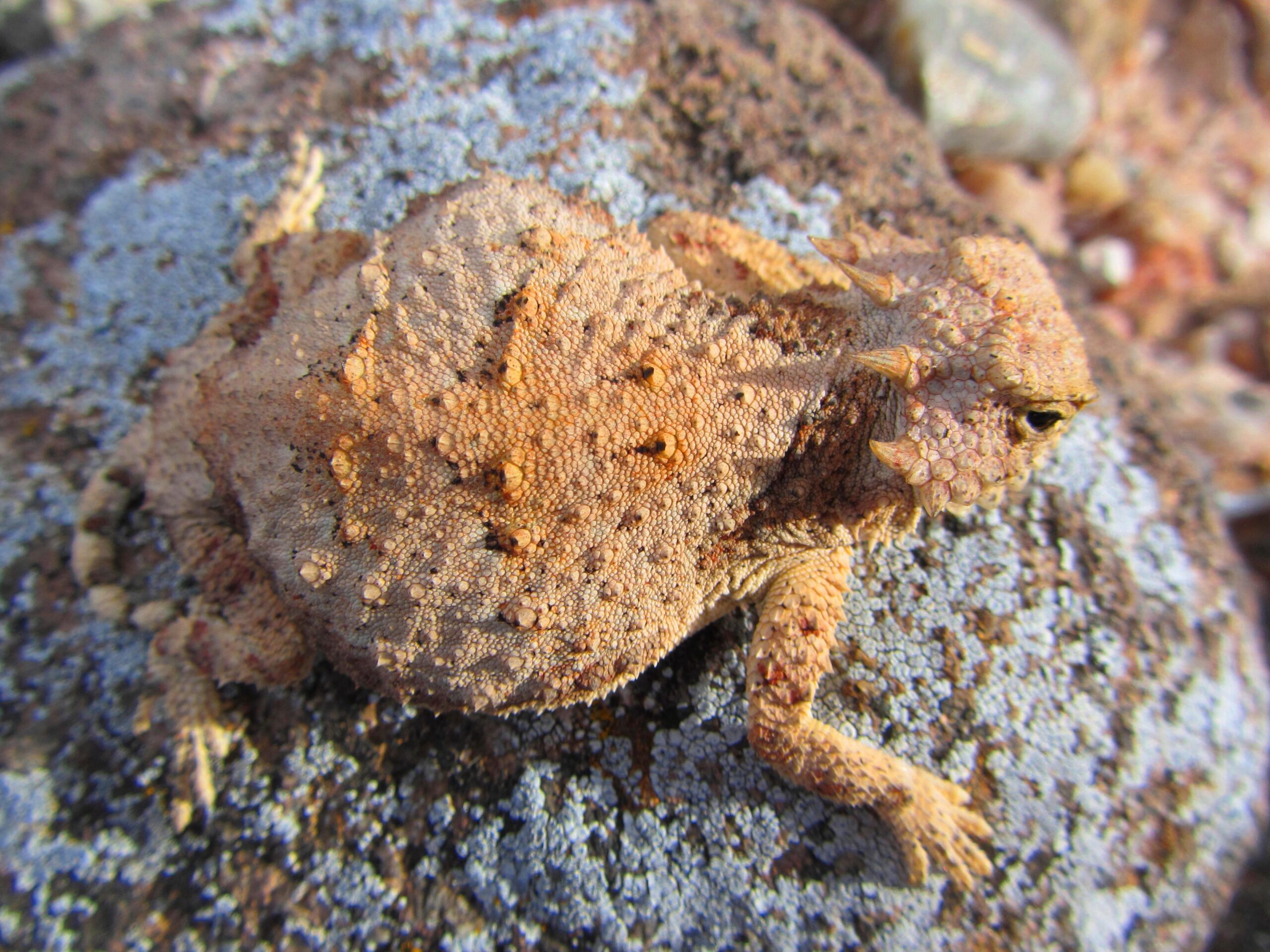 A close-up image of a textured, spiny toad resting on a rock covered with blue lichen. The toad has a sandy brown coloration with scattered bumps and spikes on its back, blending into its rocky environment. Parkway Fatbike trail mountain bike trail.