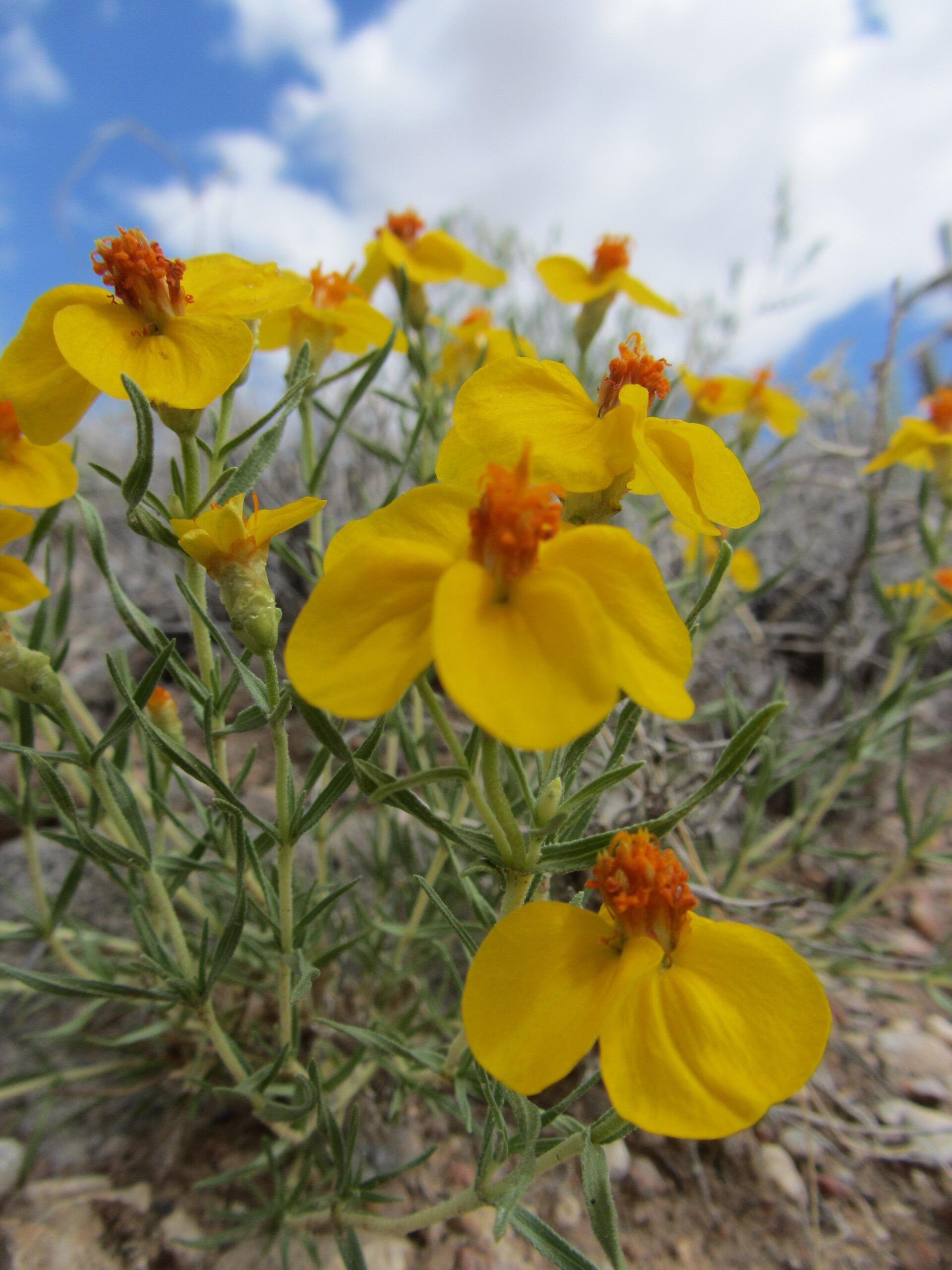 A close-up view of bright yellow flowers with orange centers, growing amongst green leaves in a natural setting. The background features a blue sky with white clouds, creating a sunny, outdoor atmosphere. Parkway Fatbike trail mountain bike trail.