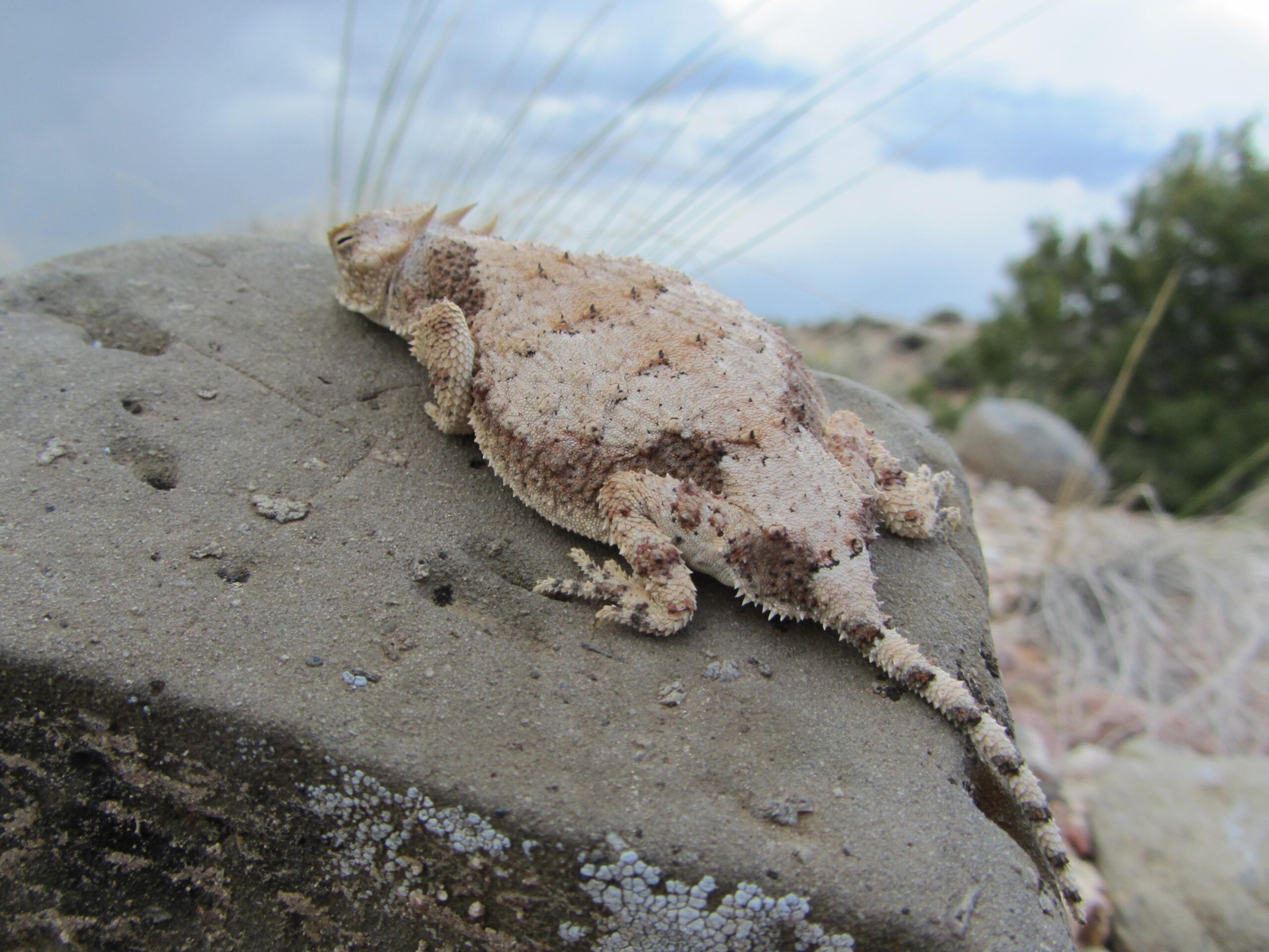 A close-up of a toad resting on a rock, blending in with its sandy, textured skin, set against a backdrop of grass and cloudy skies. Parkway Fatbike trail mountain bike trail.