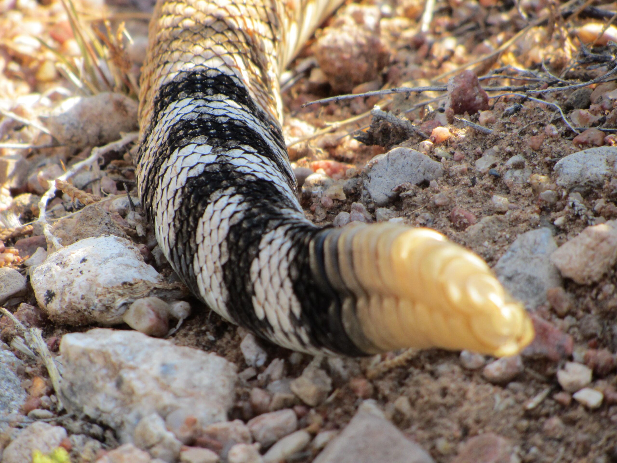 Close-up view of a snake's tail, showcasing a pattern of black and white scales, partially resting on rocky terrain with small stones and dirt visible in the background. Goat FatBike Trail mountain bike trail.