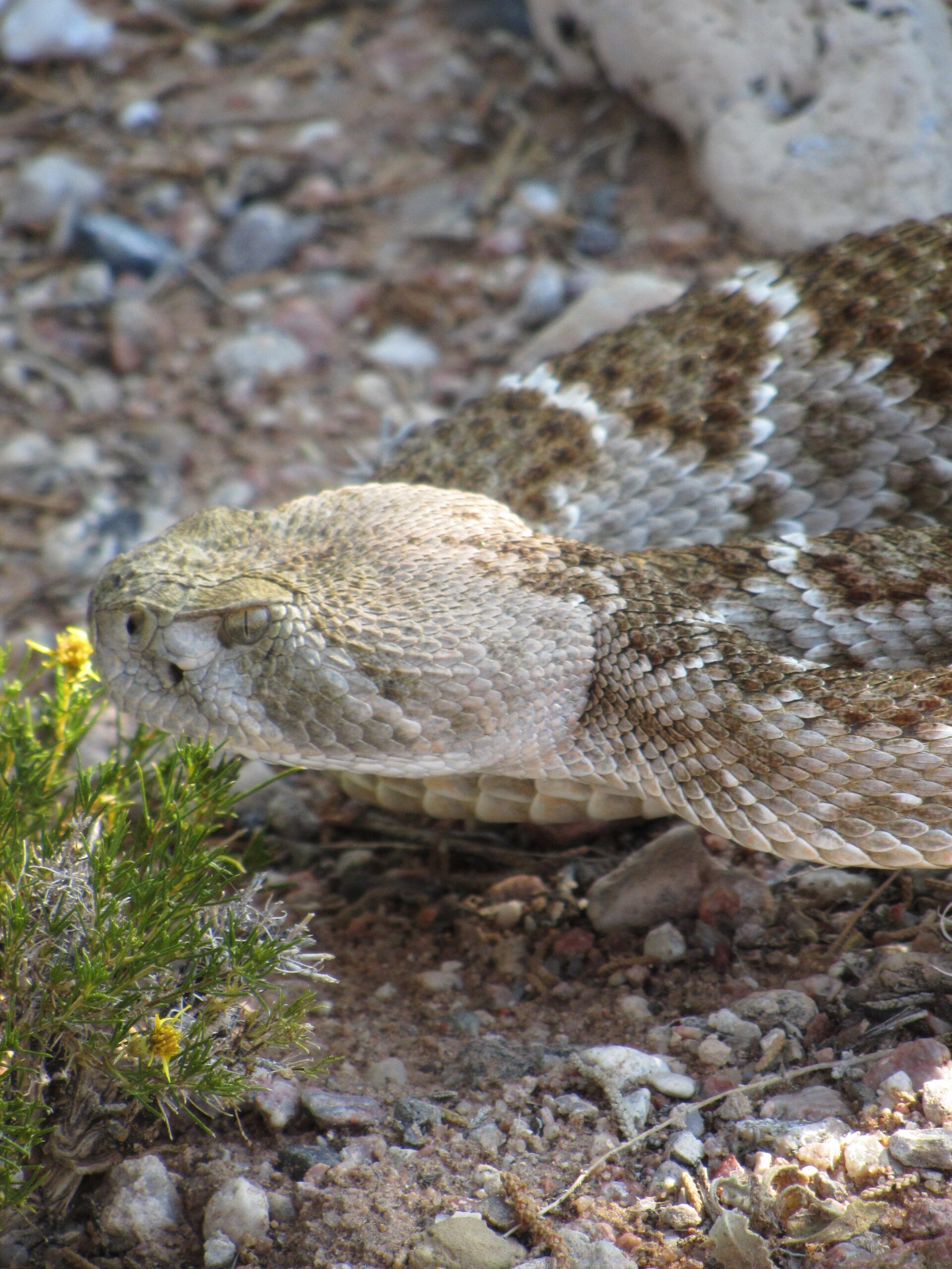 A close-up image of a snake resting on the ground, partially hidden behind a small bush. The snake has a textured, patterned body with shades of brown and gray, blending into the natural landscape of pebbles and dirt. Its head is slightly raised, showcasing its distinctive features. Goat FatBike Trail mountain bike trail.