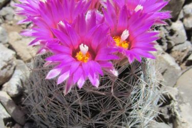 A small cactus surrounded by rocky terrain, featuring vibrant pink flowers on top. The spines of the cactus are prominent, contrasting with the colorful blossoms. Otero Canyon mountain bike trail.