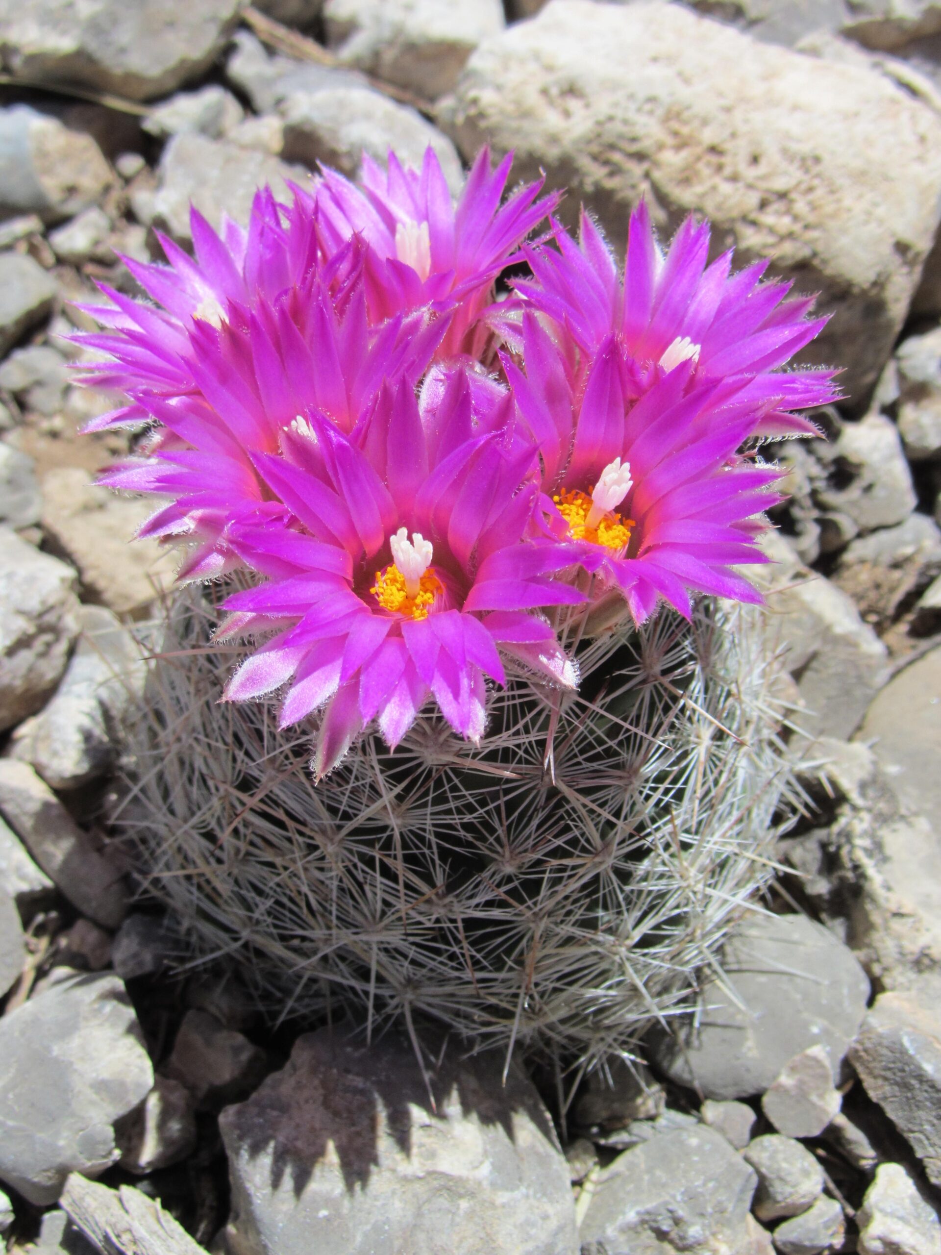 A small cactus surrounded by rocky terrain, featuring vibrant pink flowers on top. The spines of the cactus are prominent, contrasting with the colorful blossoms. Otero Canyon mountain bike trail.