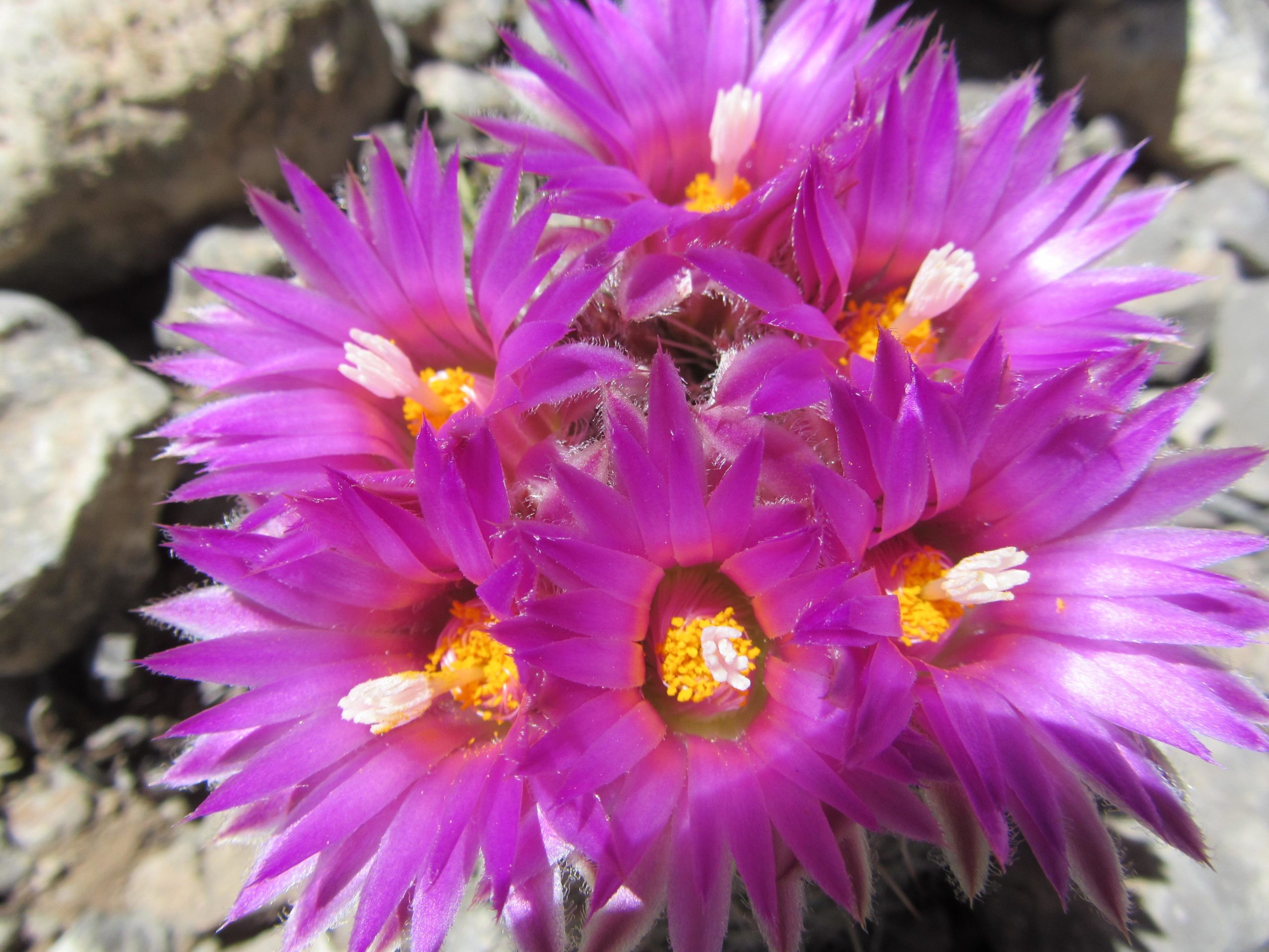 A vibrant display of pink flowers with spiky petals and yellow centers, surrounded by rocky terrain. Otero Canyon mountain bike trail.