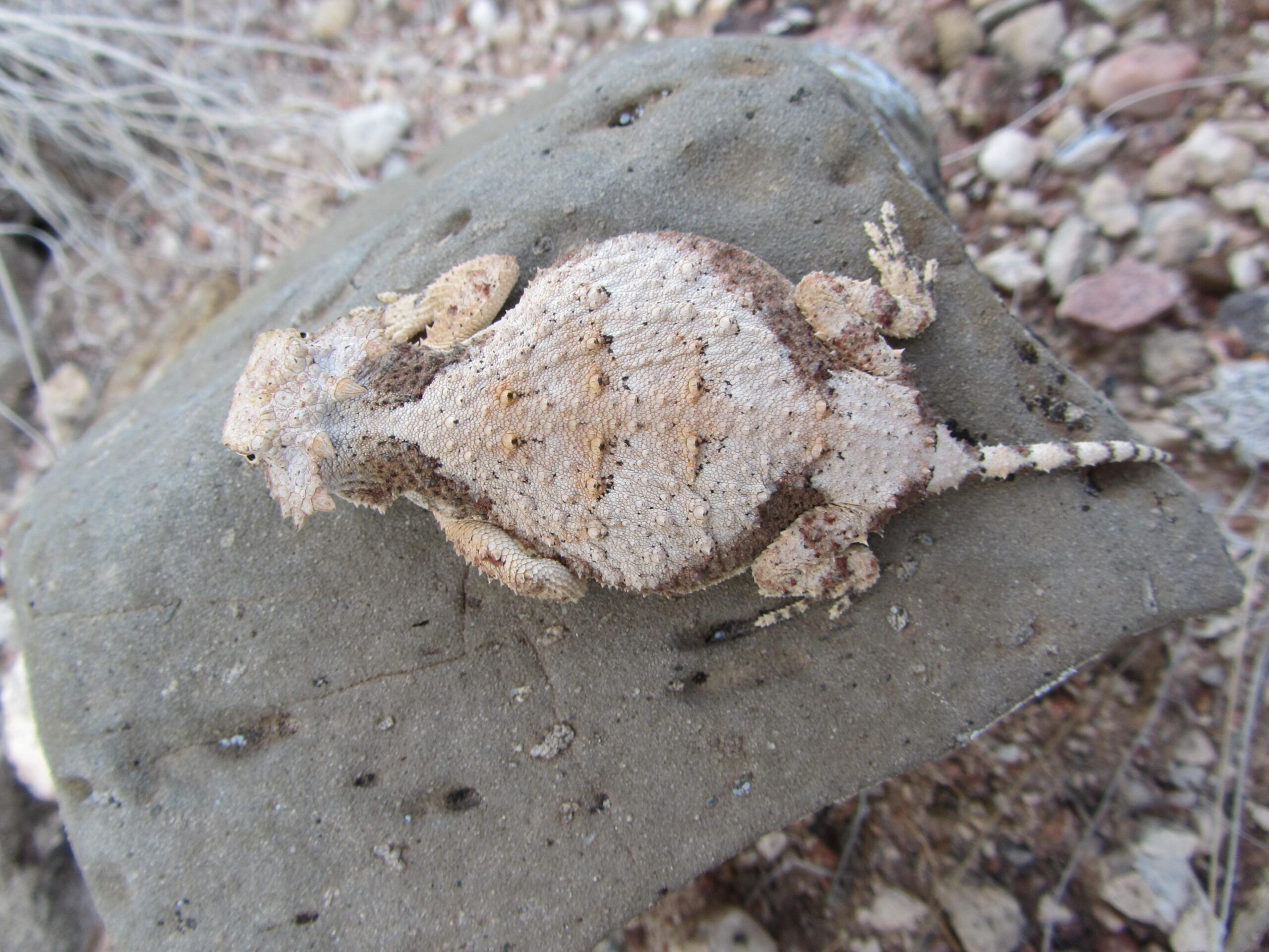 A camouflaged lizard resting on a rock, blending into its surroundings with a textured, sandy appearance. The lizard has a rounded body and a short tail, with small bumps on its skin, and is situated in a natural, rocky environment. Parkway Fatbike trail mountain bike trail.