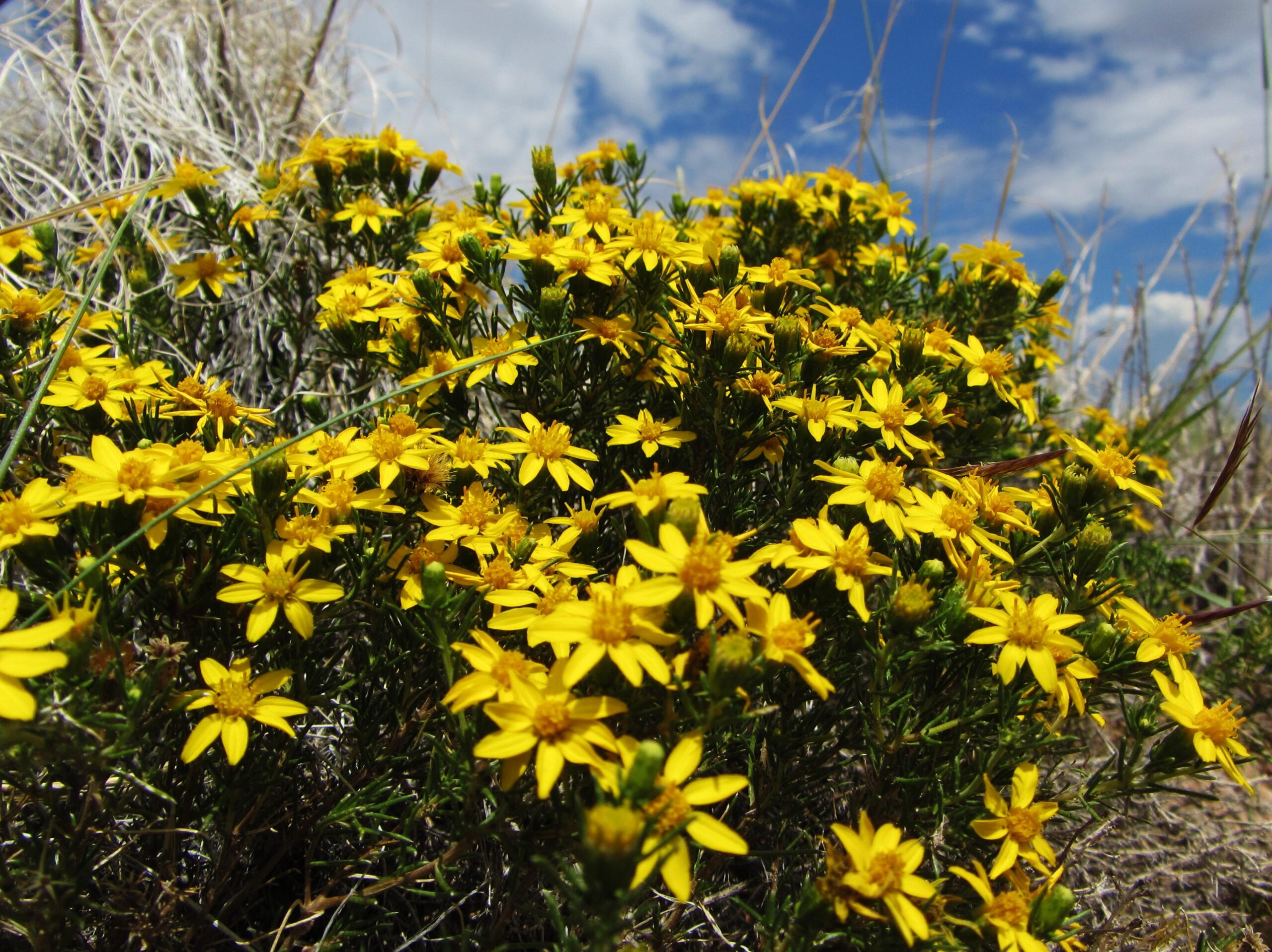 A vibrant cluster of yellow flowers blooming among green foliage, set against a backdrop of blue sky with scattered clouds. Parkway Fatbike trail mountain bike trail.