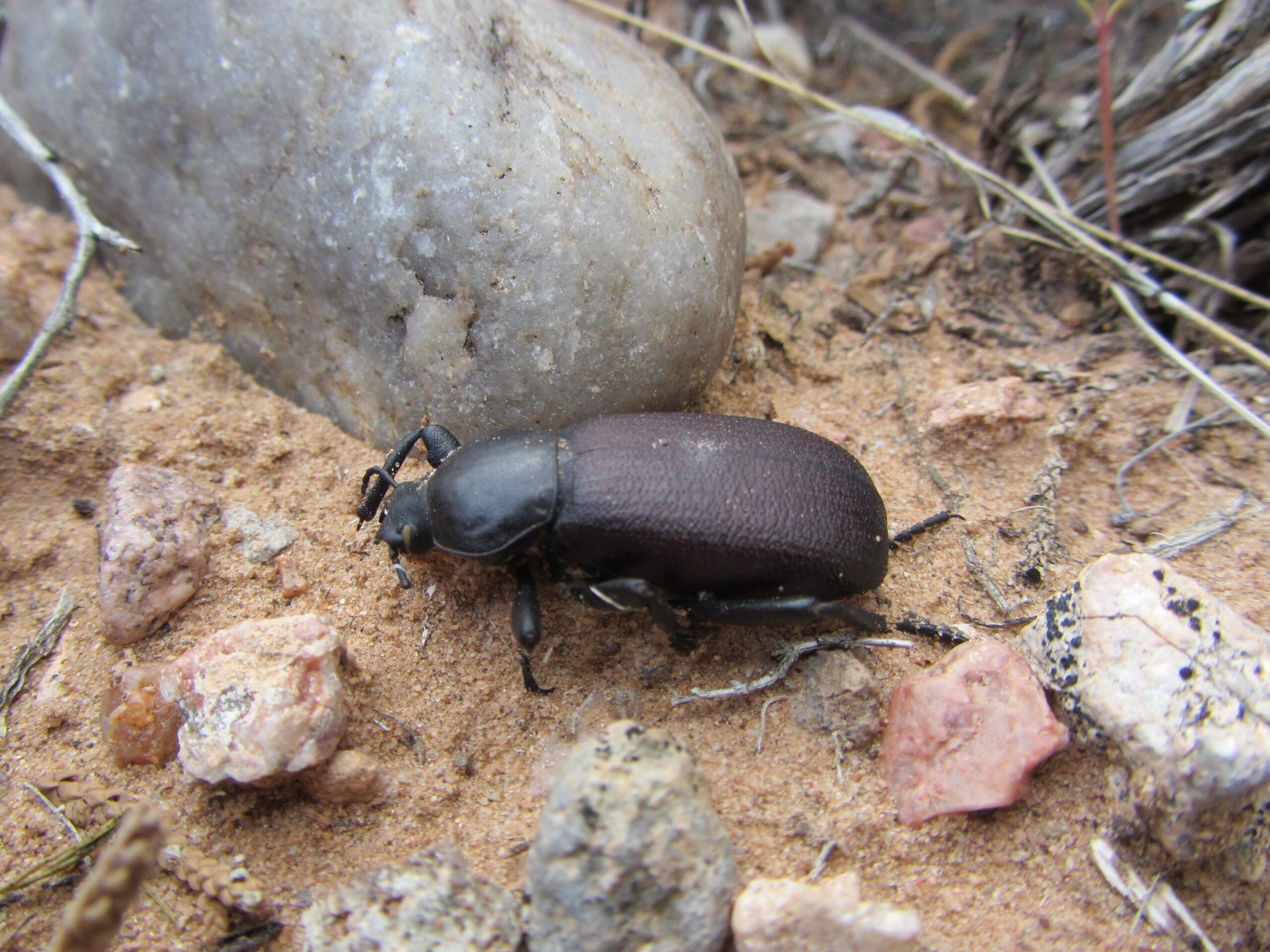 A large dark beetle crawling on sandy soil, surrounded by small rocks and pebbles, with a smooth, rounded stone in the background. Parkway Fatbike trail mountain bike trail.
