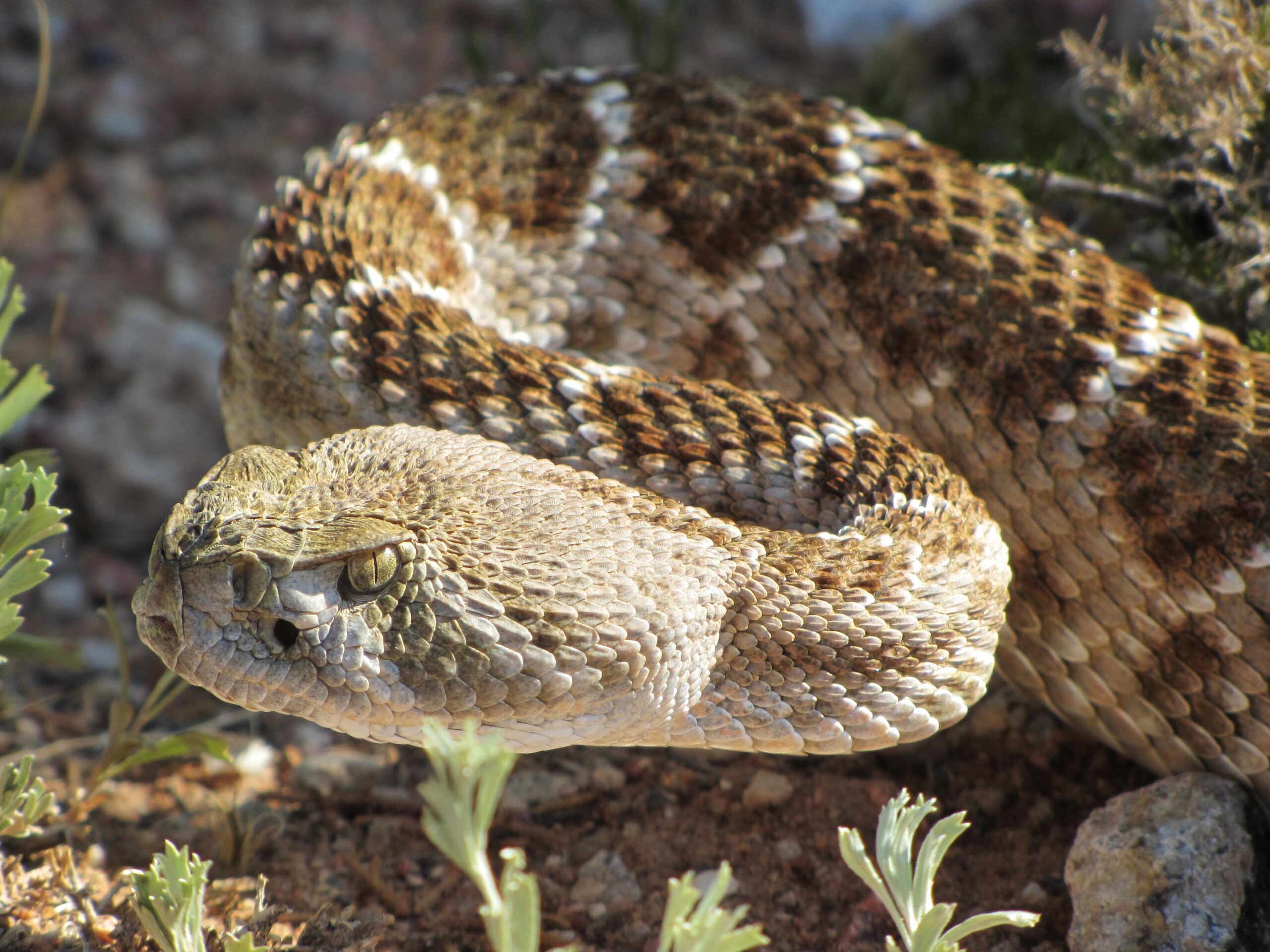 A close-up image of a coiled snake with a textured, scaly body. The snake has a light brown and tan coloration with darker patterns, blending into the surrounding rocky terrain and sparse green vegetation. Its head, featuring distinct scales and focused eyes, is positioned towards the viewer. Goat FatBike Trail mountain bike trail.