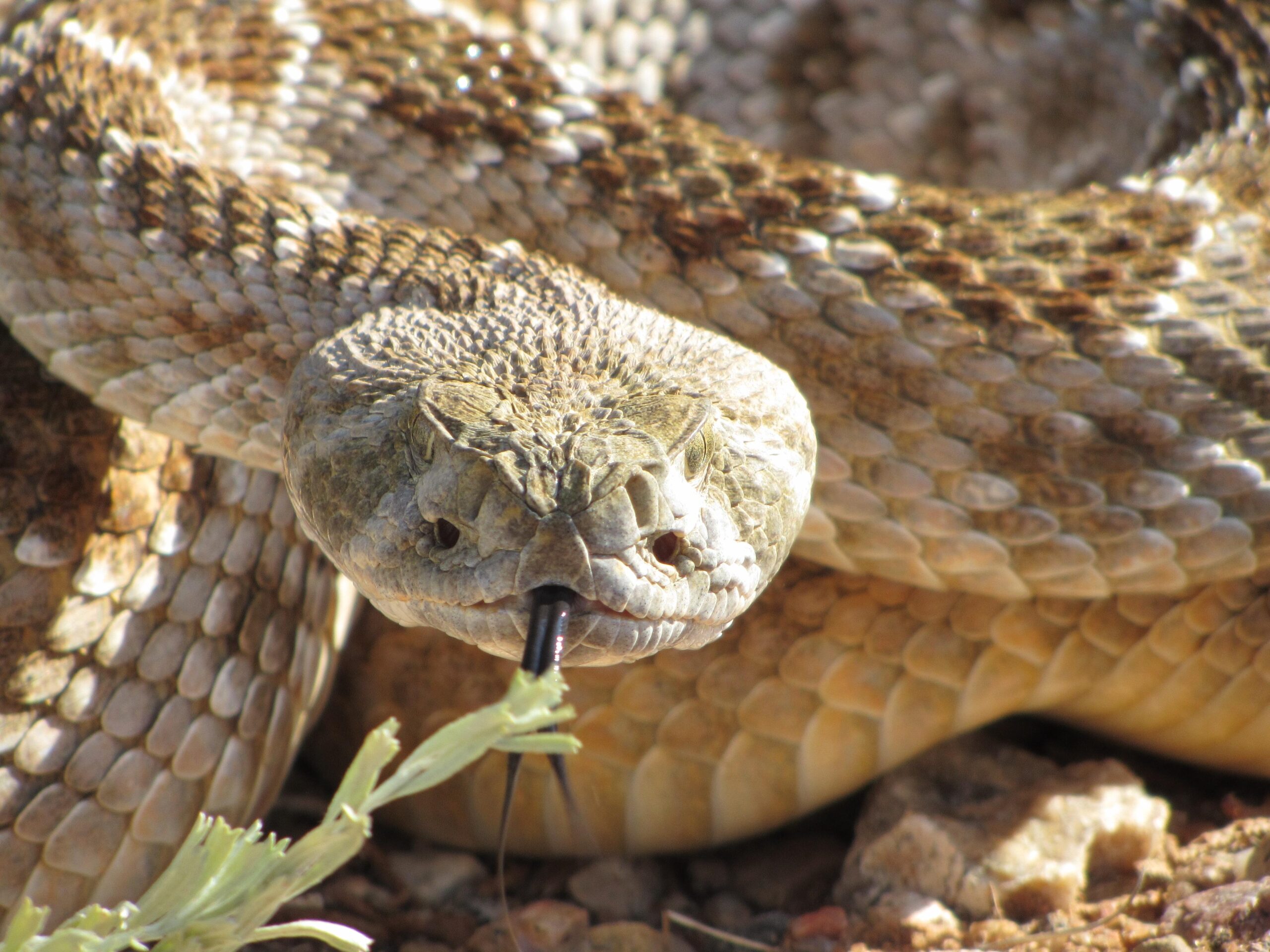 Close-up of a rattlesnake, displaying its textured scales and the distinctive triangular head. The snake is partially coiled, with its tongue flicking out, and is set against a background of rocks and plants in a natural environment. Goat FatBike Trail mountain bike trail.