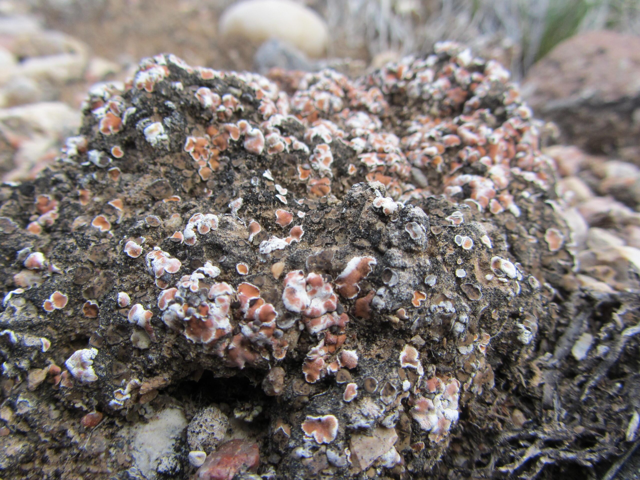 Lichen-covered rock with a rough texture, displaying a variety of small, circular patches in shades of white, pink, and brown, surrounded by pebbles on the ground. Parkway Fatbike trail mountain bike trail.