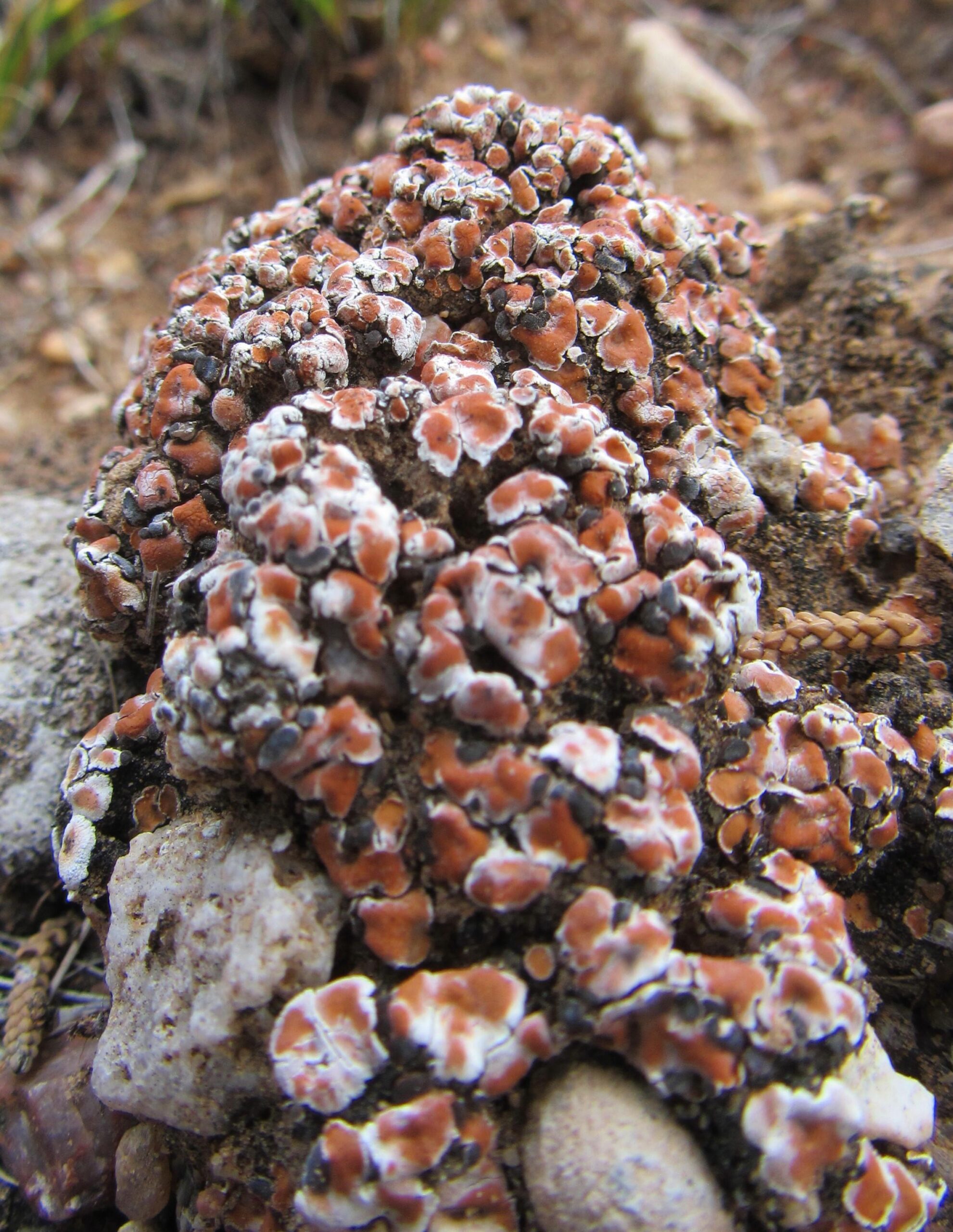 A close-up view of a textured lichen cluster, displaying a variety of reddish and orange colors with white edges, growing on rocky terrain. The background includes blurred patches of soil and small stones. Parkway Fatbike trail mountain bike trail.
