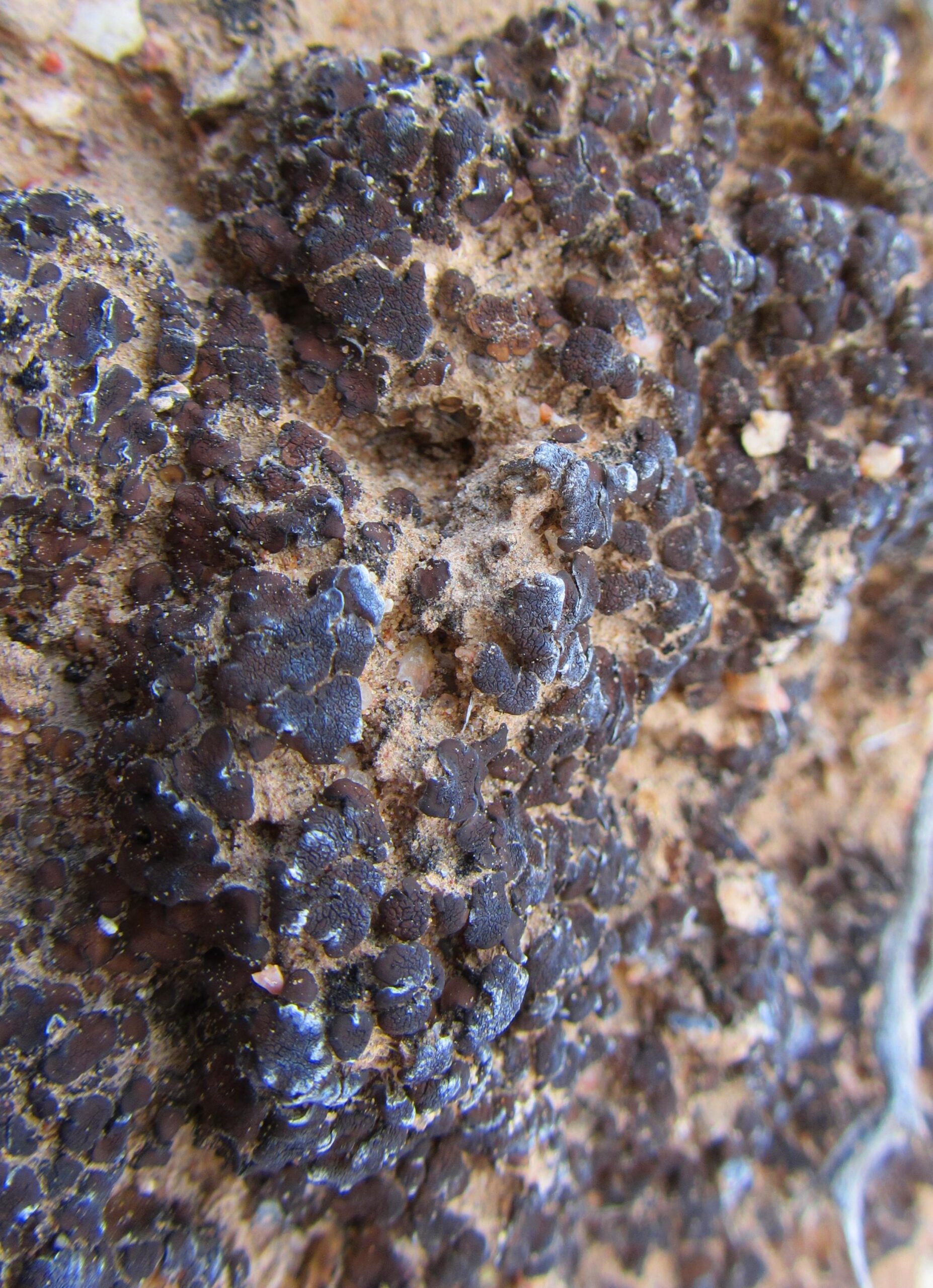 Close-up image of textured black lichen growing on a rocky surface, displaying various shapes and sizes with a mix of brown and gray background. Parkway Fatbike trail mountain bike trail.