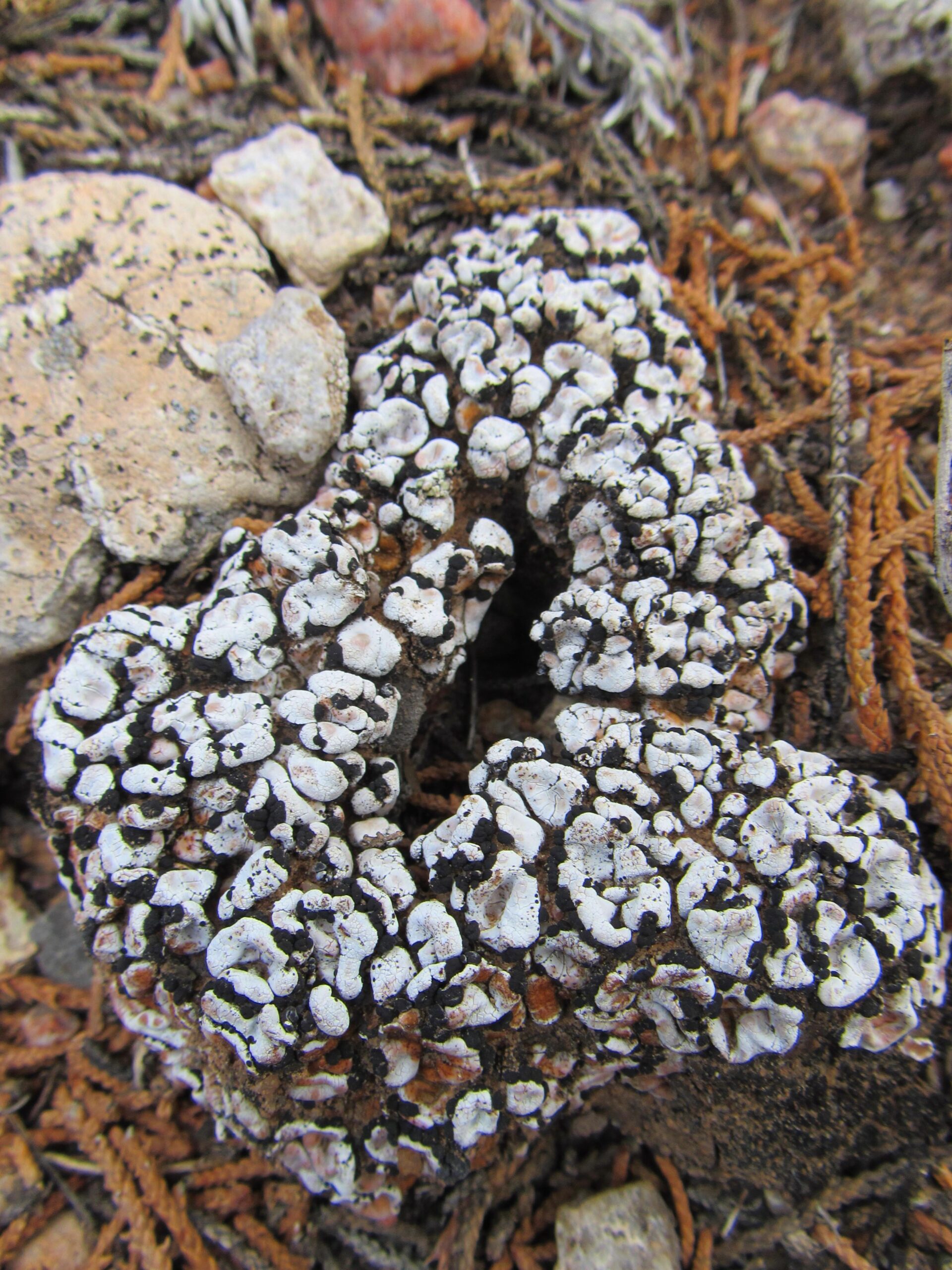 A close-up image of a lichen growing on a rock, displaying a textured surface with white and black patterns. Surrounding the lichen are small stones and dry pine needles, set against a natural, earthy background. Parkway Fatbike trail mountain bike trail.