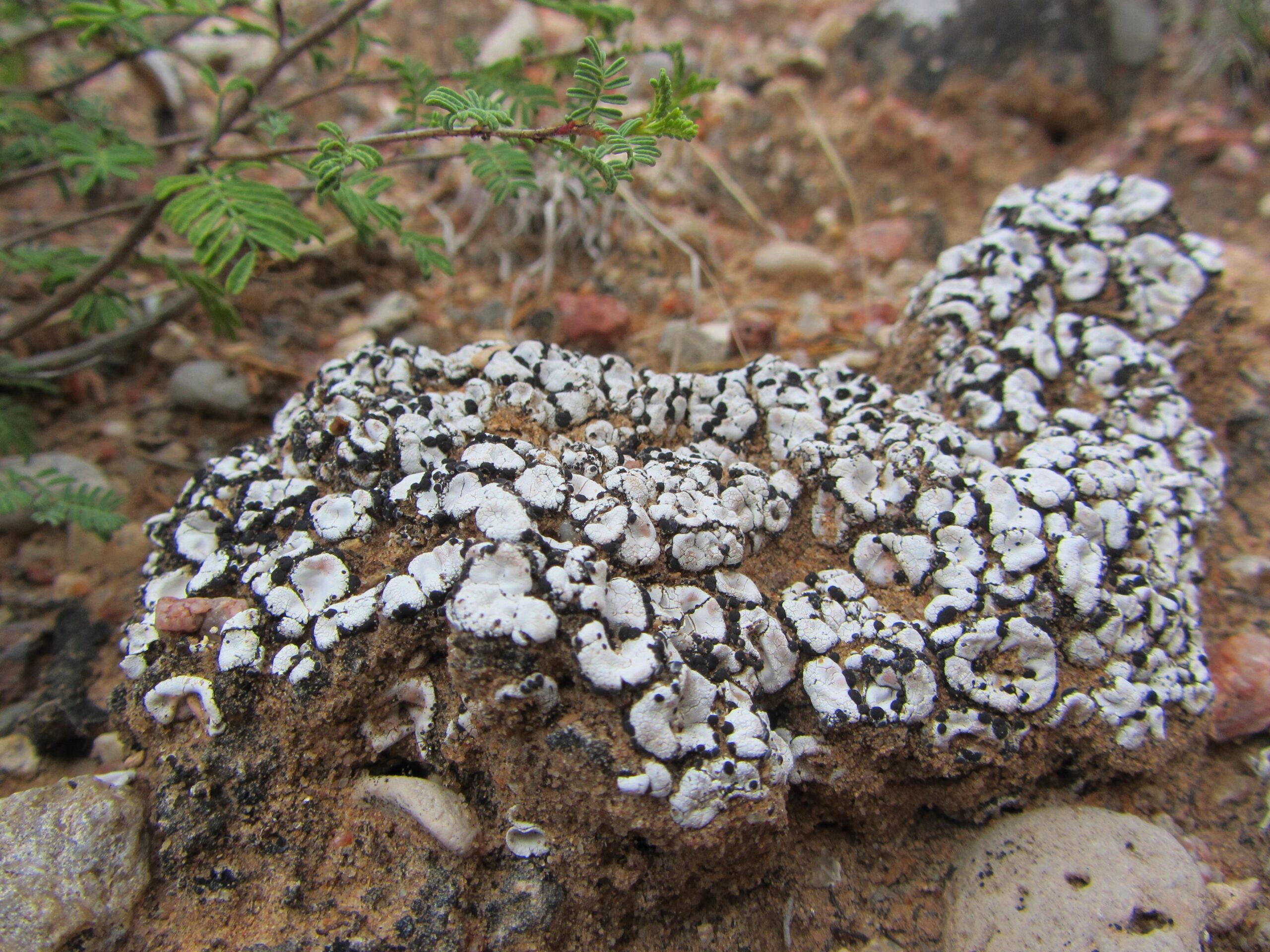 A close-up view of a textured rock covered in white and black lichen, with some small green plants in the background on a sandy ground. Parkway Fatbike trail mountain bike trail.