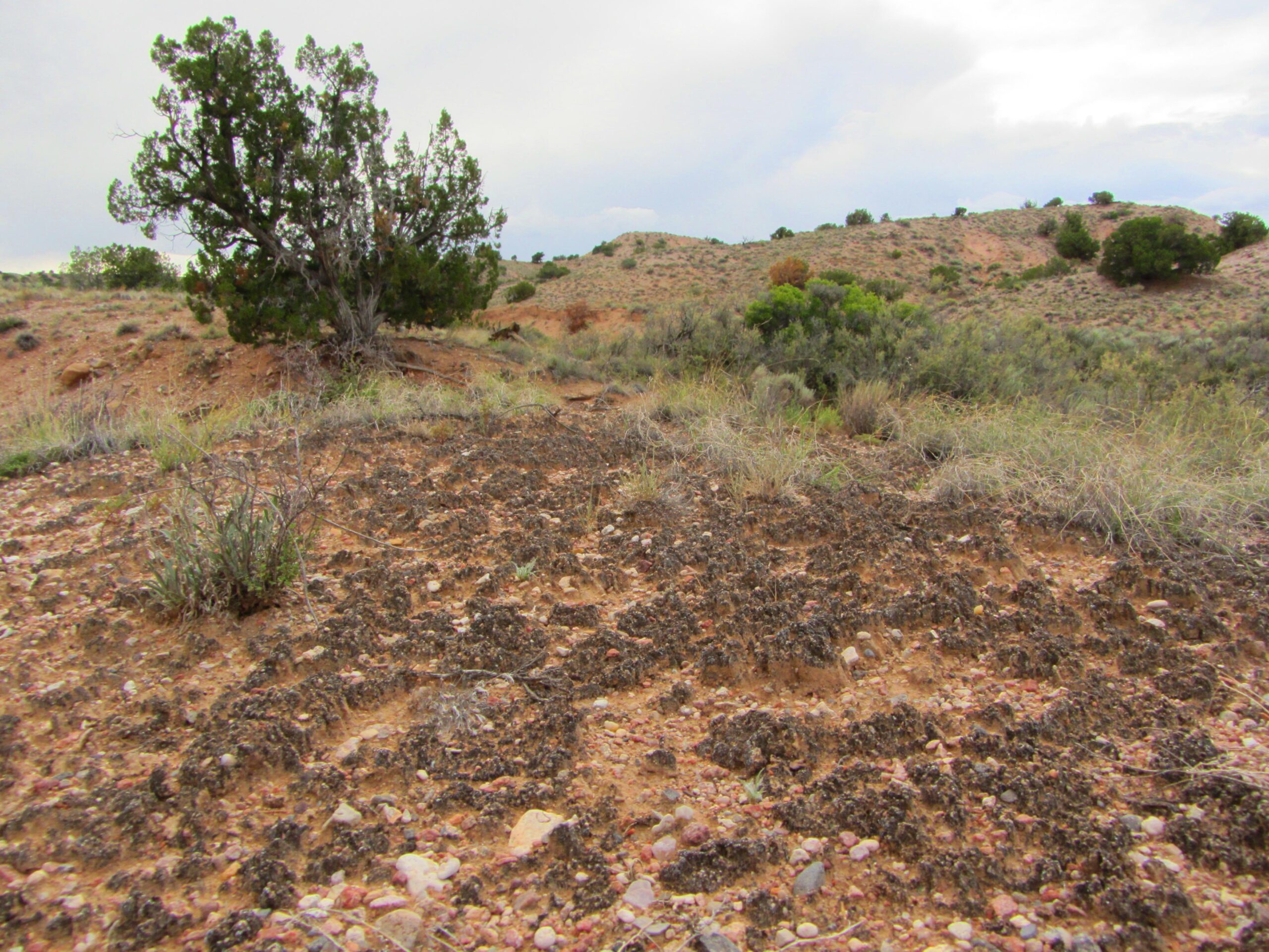 A landscape scene featuring a sparse, rocky terrain with patches of grass and low shrubs. In the background, a large, bushy tree stands on a slight elevation, surrounded by rolling hills dotted with more greenery under a cloudy sky. The ground shows signs of erosion, with uneven, textured soil. Parkway Fatbike trail mountain bike trail.
