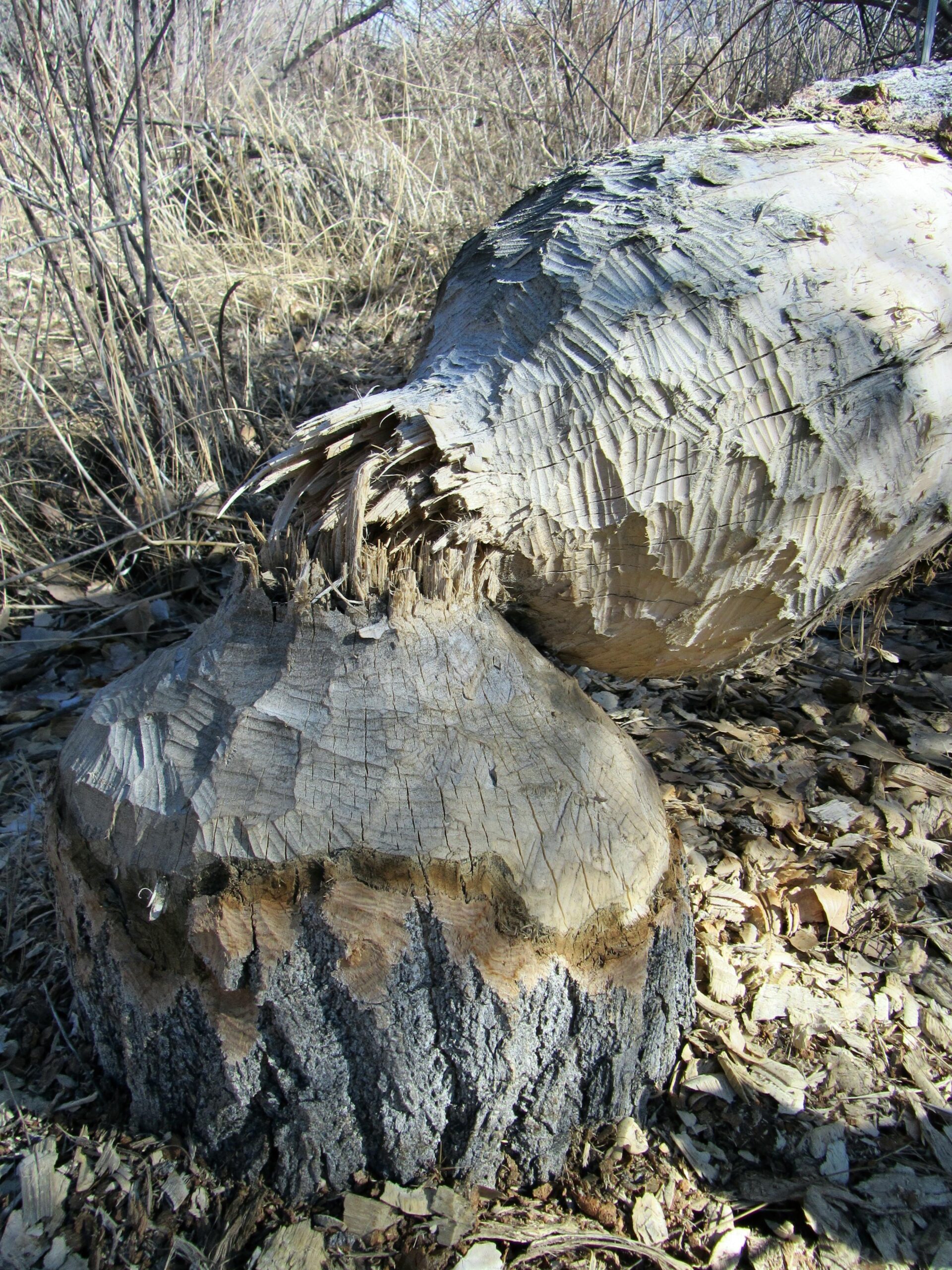 A close-up view of a tree stump that has been partially gnawed by a beaver. The stump has distinct bite marks and a textured surface. Surrounding the stump are patches of dried grass and fallen leaves, in a natural outdoor setting. Albuquerque Bosque mountain bike trail.