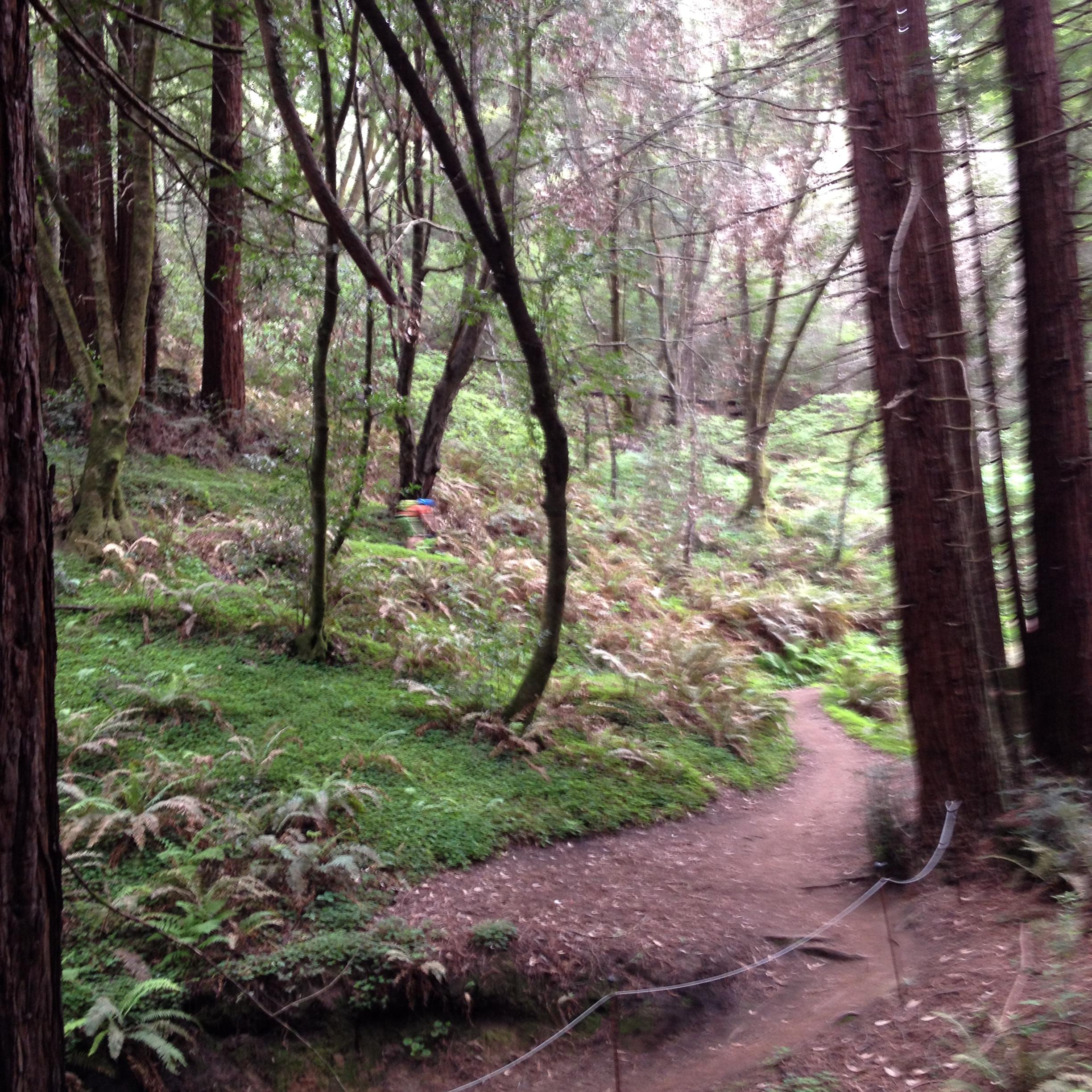 A tranquil forest scene featuring a winding dirt path surrounded by tall trees and lush greenery. Ferns and underbrush cover the ground, creating a serene, natural atmosphere. The soft, diffused light hints at an overcast sky, contributing to the peaceful ambiance of the woodland. Wilder Ranch State Park mountain bike trail.