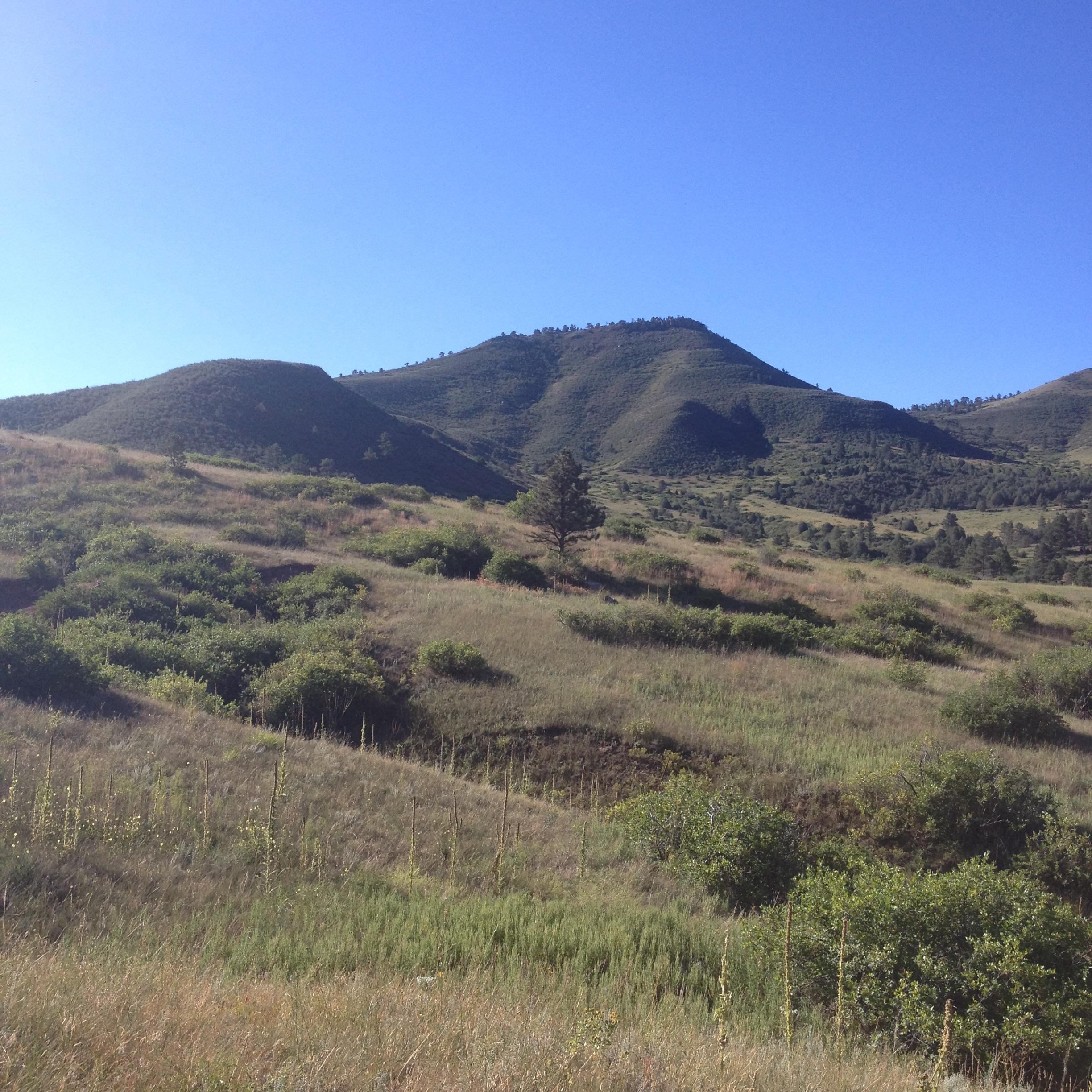 A scenic view of rolling green hills and mountains under a clear blue sky, with patches of greenery and a single pine tree in the foreground. Heil Valley Ranch mountain bike trail.