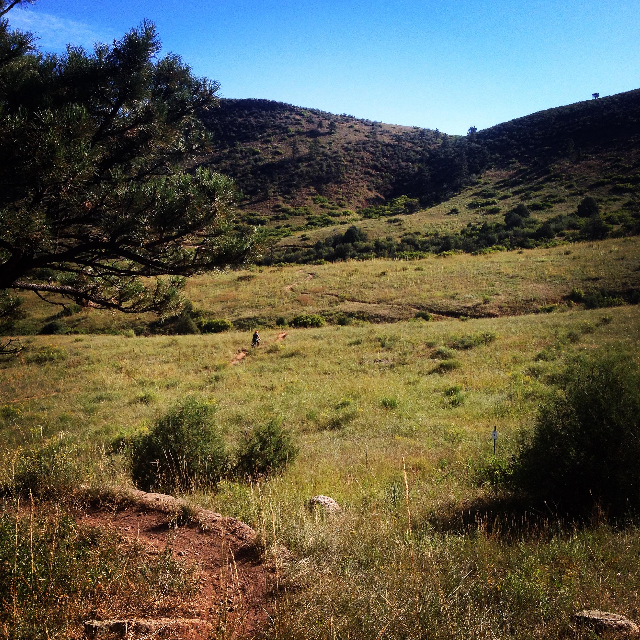 A scenic landscape featuring rolling hills covered in green grass and shrubs, with a clear blue sky overhead. A dirt path winds through the foreground, along which a person on a bike can be seen riding. A tall pine tree stands to the left, adding to the natural beauty of the area. Heil Valley Ranch mountain bike trail.