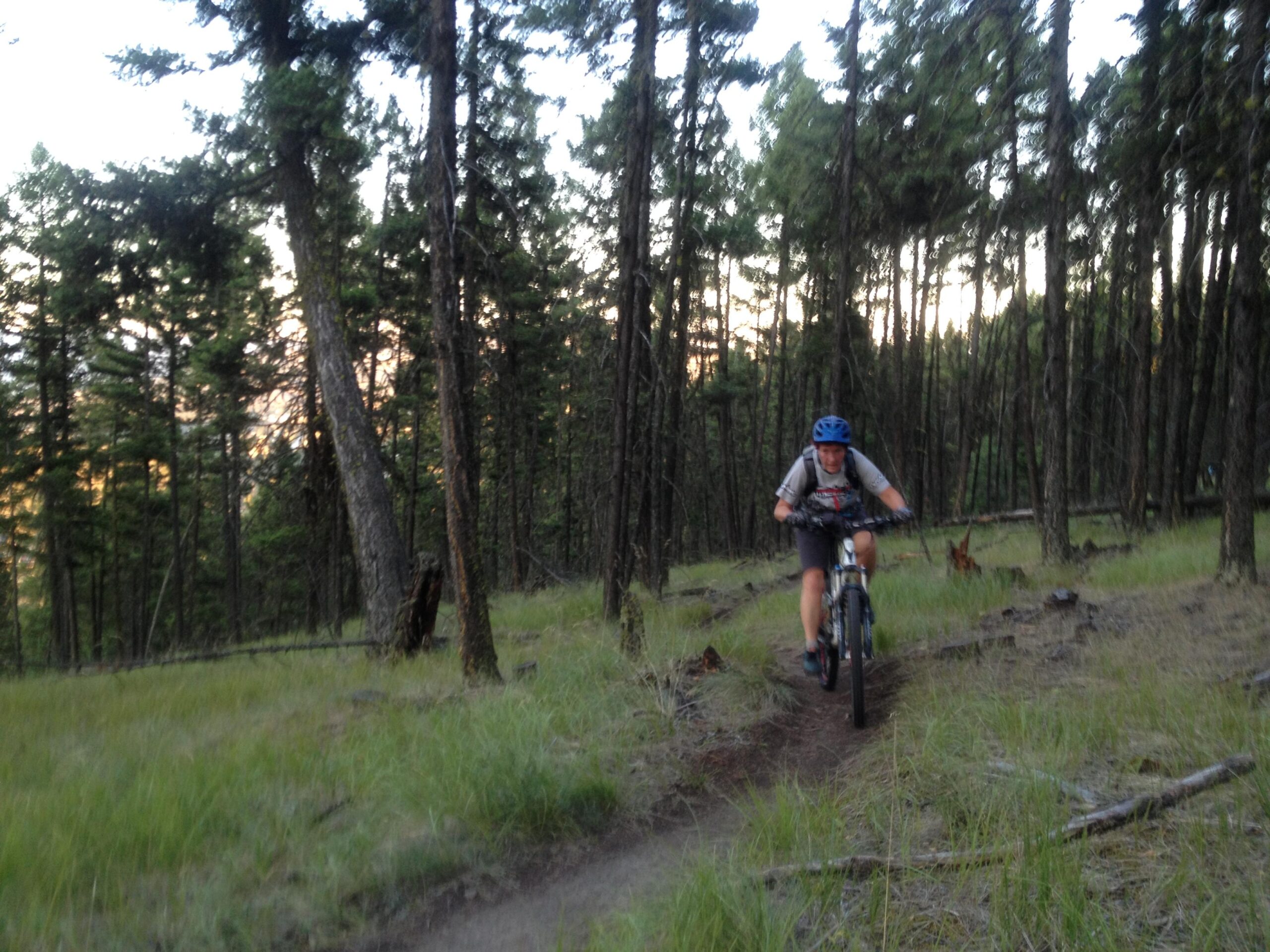 A mountain biker rides along a narrow dirt trail through a forested area with tall trees and patches of grass, captured during the evening light. Pineview mountain bike trail.