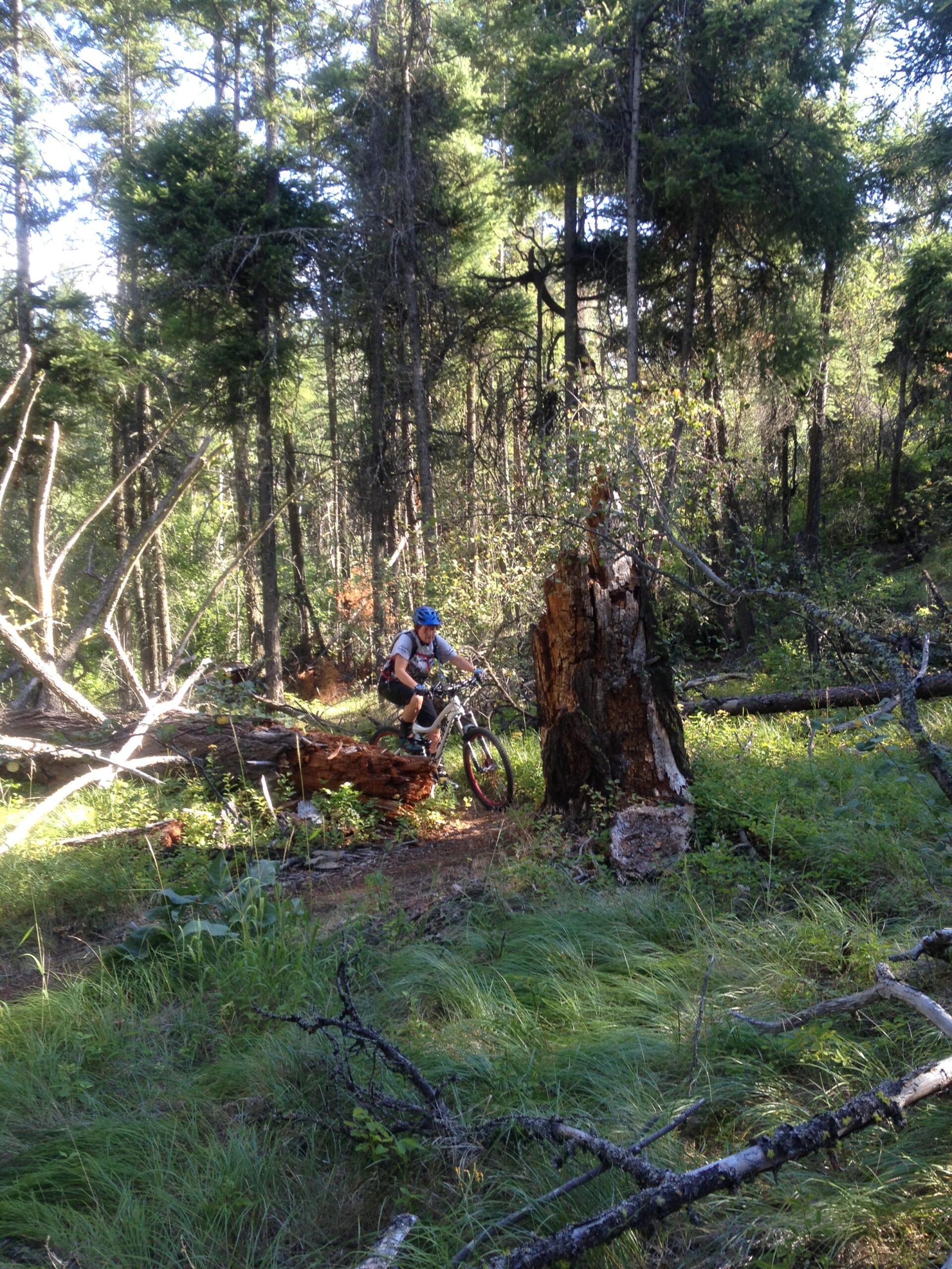 A mountain biker navigating a trail in a dense forest, with fallen trees and lush greenery surrounding the path. Sunlight filters through the trees, highlighting the vibrant colors of the foliage. Rose Valley Resevoir mountain bike trail.