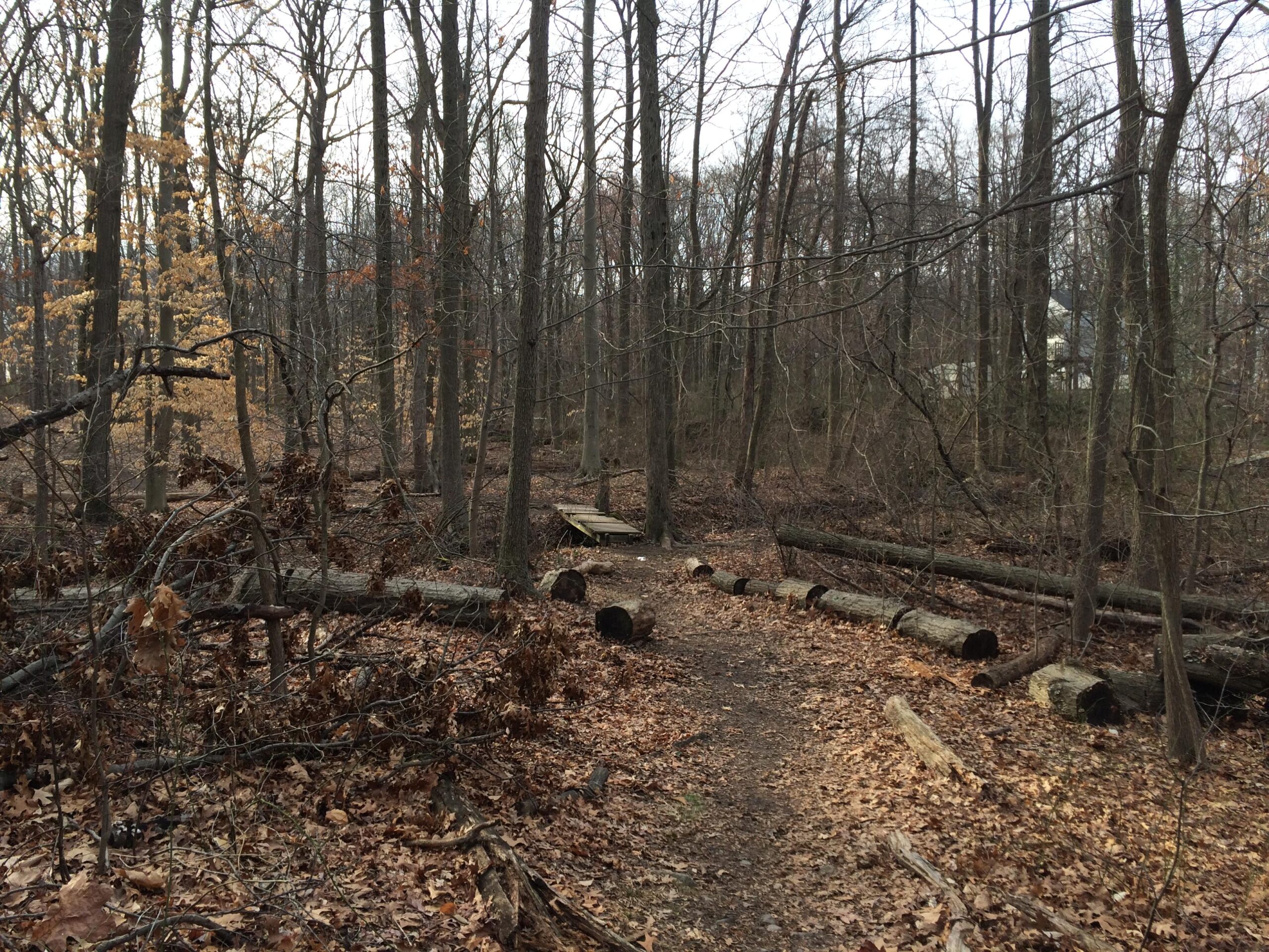 A serene forest scene featuring a dirt path winding through a dense area of bare trees and fallen logs. The ground is covered with dry leaves, and some trees show remnants of autumn foliage. In the background, a hint of a building can be seen through the trees, suggesting a nearby human presence. Trails seperated by streets mountain bike trail.