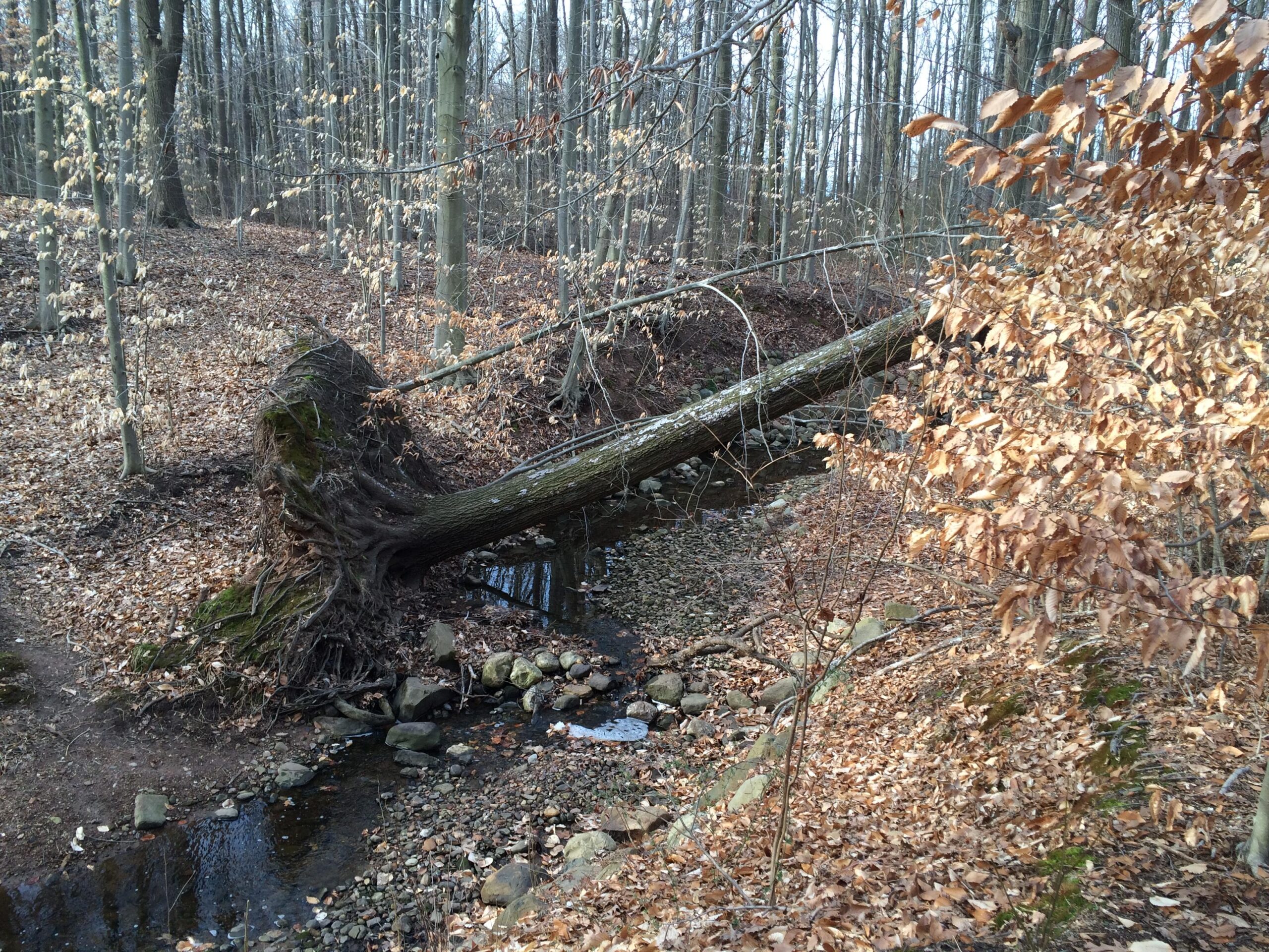 A large uprooted tree with exposed roots lies across a small stream in a wooded area. Surrounding the tree are bare branches and fallen leaves, indicating early spring or late autumn. In the background, additional trees with minimal foliage can be seen, creating a serene forest atmosphere. Trails seperated by streets mountain bike trail.