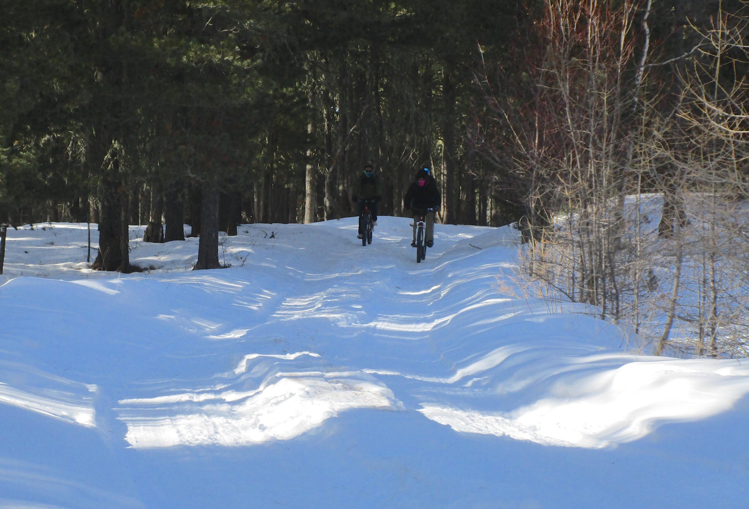 Two cyclists riding mountain bikes along a snow-covered trail in a forest. The path is surrounded by tall trees, with bright snow reflecting sunlight. Shargamorit Khandgait Hills East mountain bike trail.