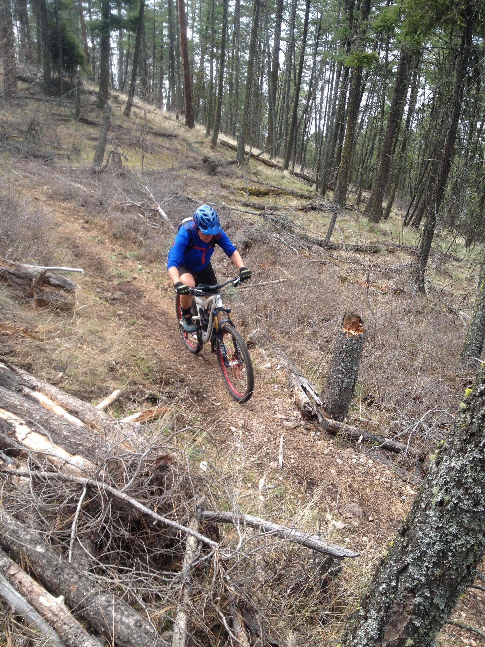 A mountain biker navigates a narrow, rocky trail in a forested area, surrounded by tall trees and scattered fallen logs. The cyclist is wearing a blue jersey, black shorts, and a helmet while focusing on the terrain ahead. Ellison Park mountain bike trail.