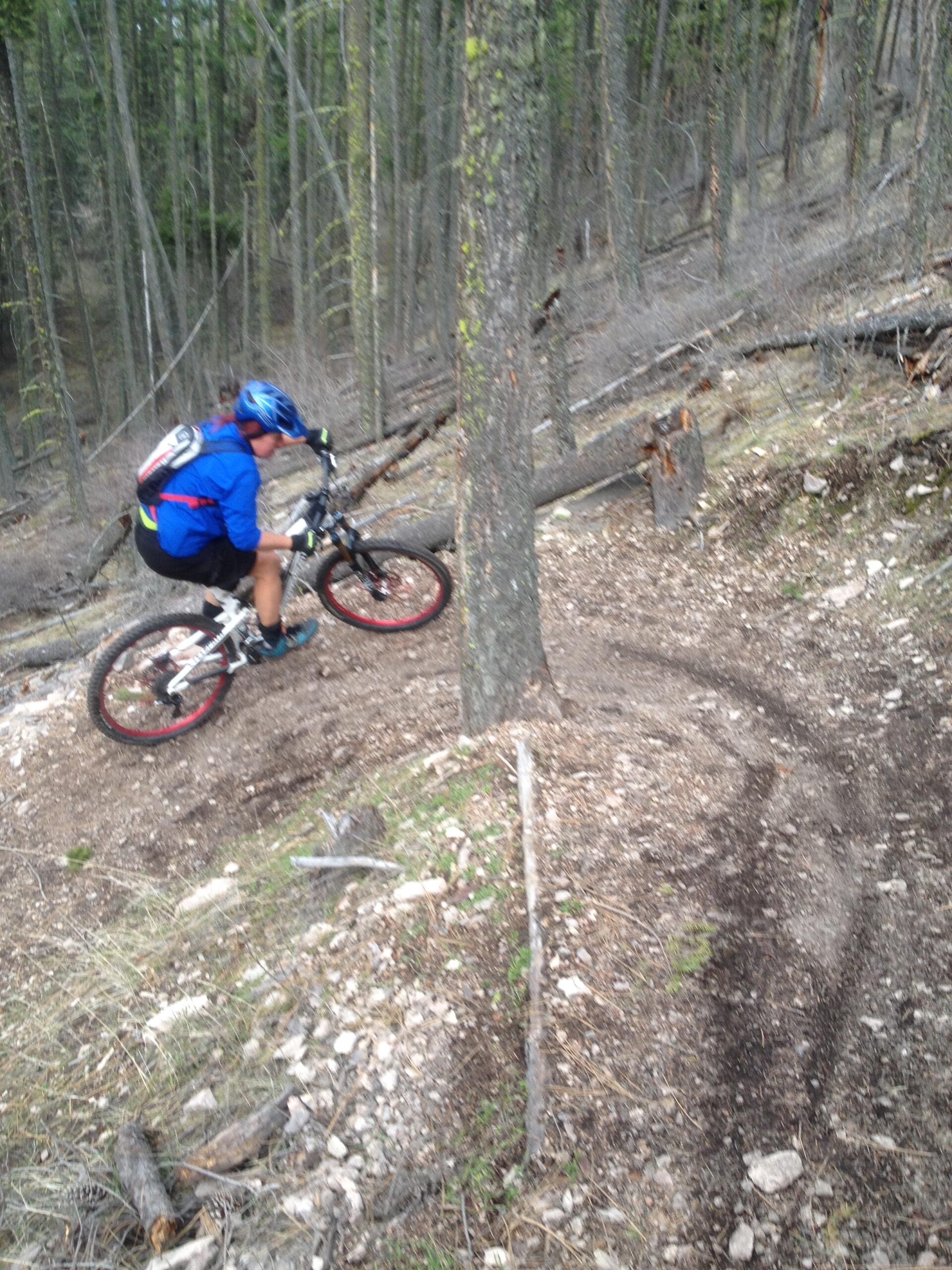 A cyclist in a blue shirt and helmet navigates a winding dirt trail through a forested area, surrounded by trees and fallen logs. Ellison Park mountain bike trail.