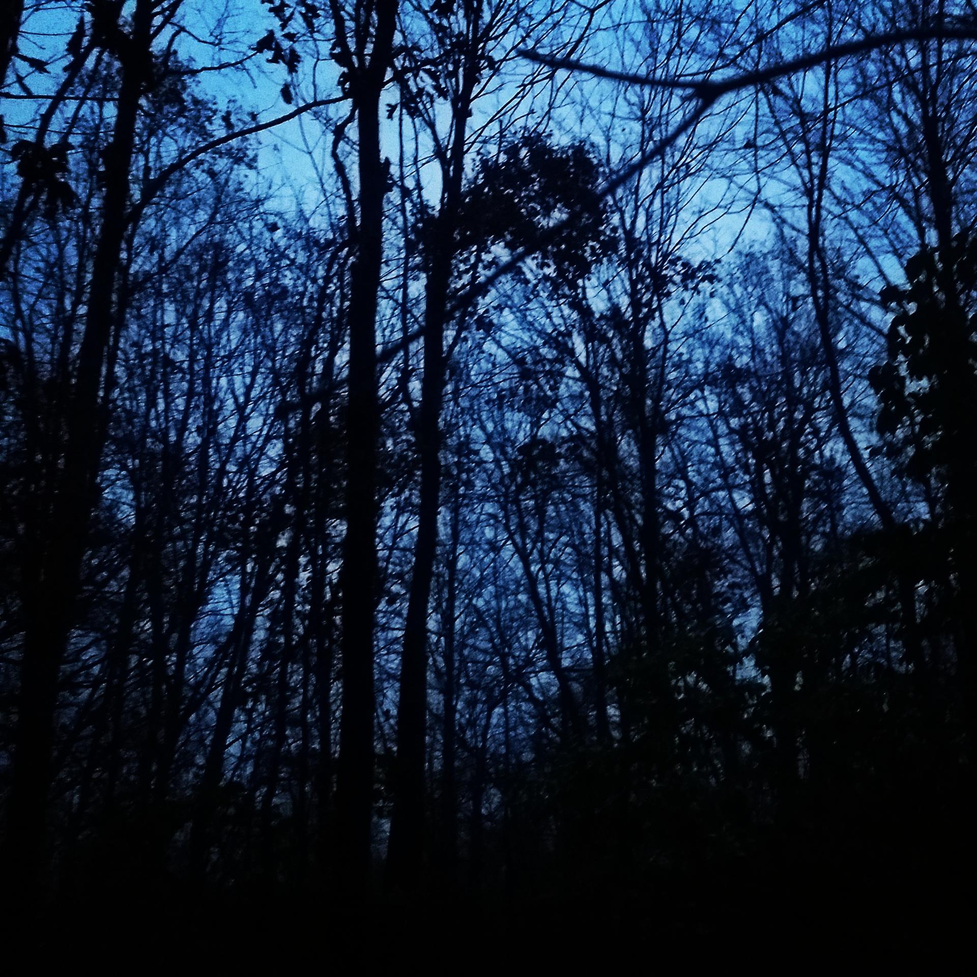 Alt text: A silhouette of tall, bare trees against a twilight sky, with faint blue hues suggesting early evening light. England Idlewild Mountain Biking Park mountain bike trail.