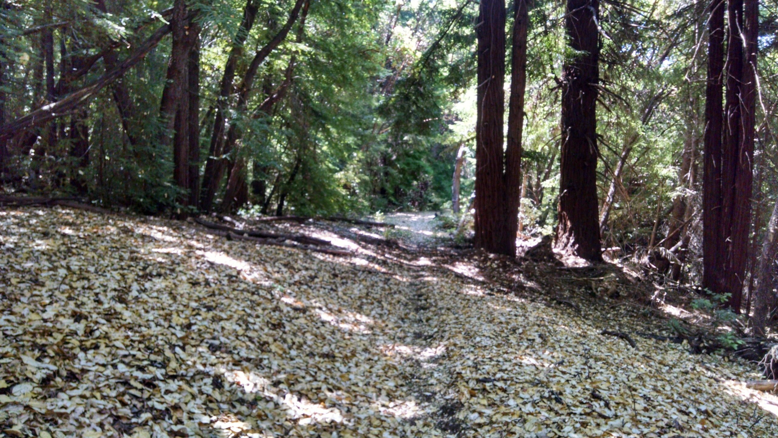 A serene forest scene featuring tall trees with lush green foliage and a path covered in a blanket of fallen leaves. The light filters through the canopy, creating dappled shadows on the ground. Peavine Ridge mountain bike trail.