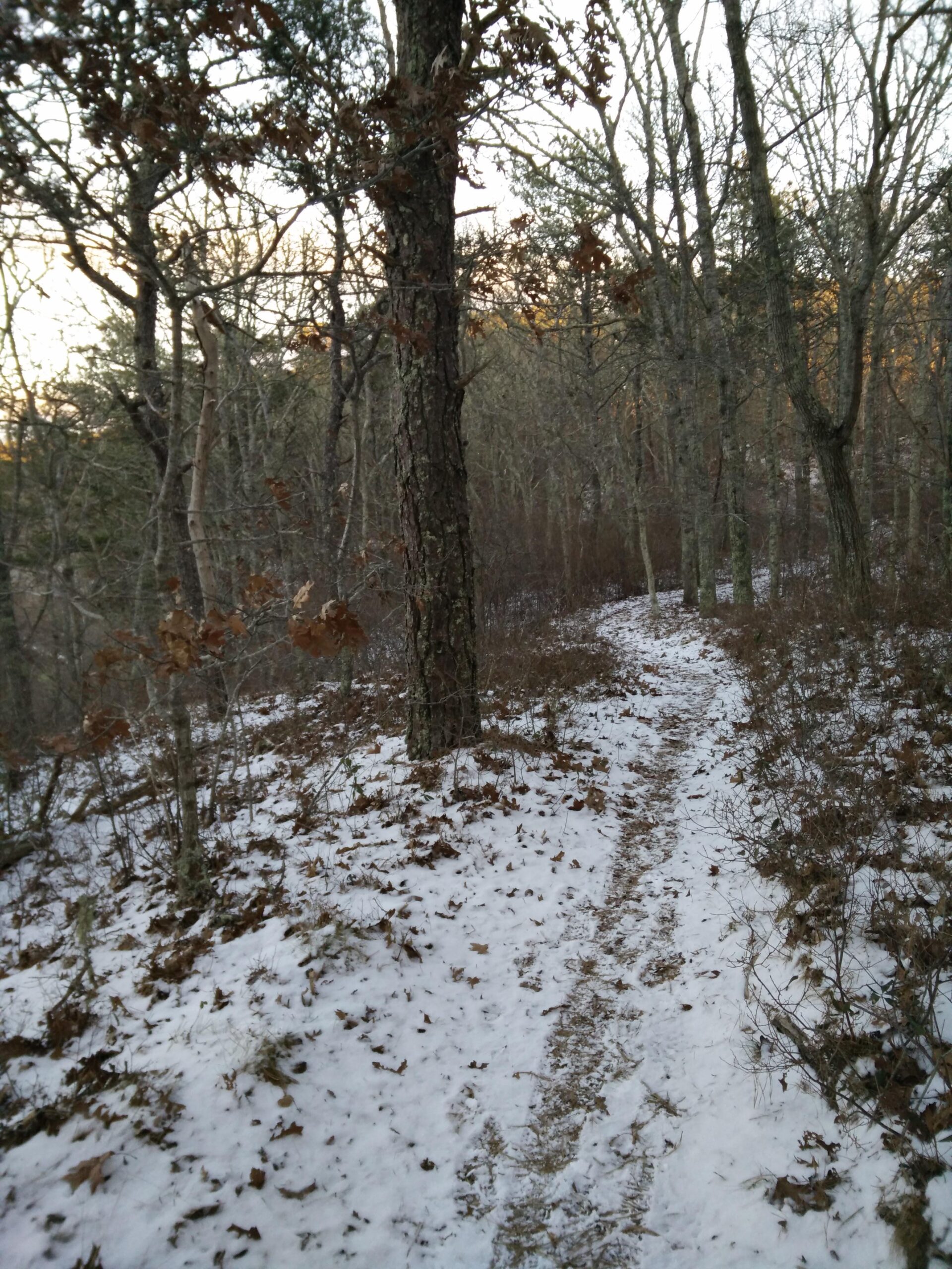 A winding trail through a quiet forest during winter, surrounded by bare trees and patches of snow on the ground. Fallen leaves are scattered along the path, indicating a peaceful, natural setting. The scene captures the serene beauty of a cold day in the woods. Volunteer Park/Chatham Ponds mountain bike trail.