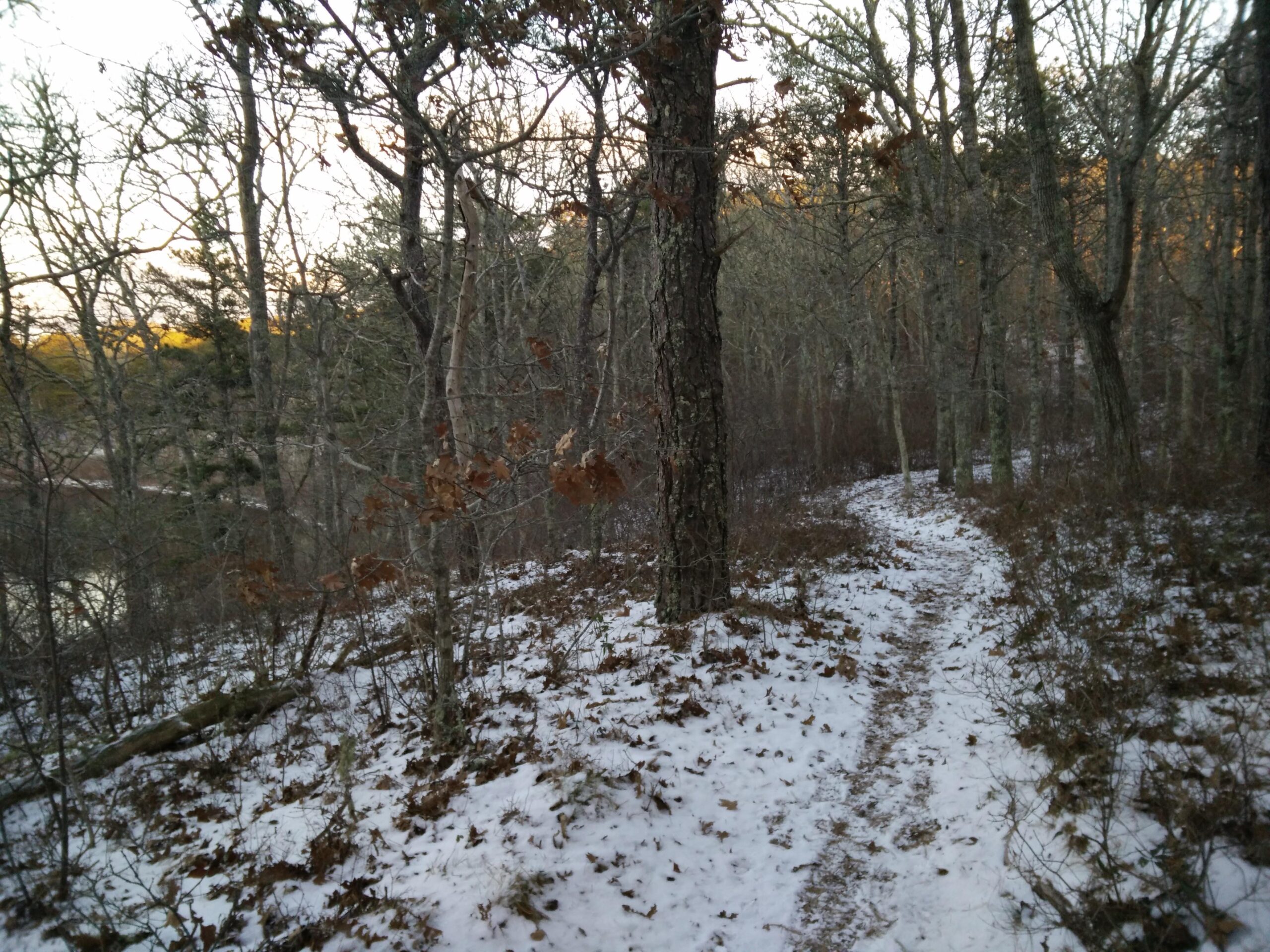 A winding dirt path through a snow-covered forest, with leafless trees and scattered brown leaves. The scene is quiet and serene, showcasing the natural beauty of a winter landscape as the sun begins to set in the background. Volunteer Park/Chatham Ponds mountain bike trail.
