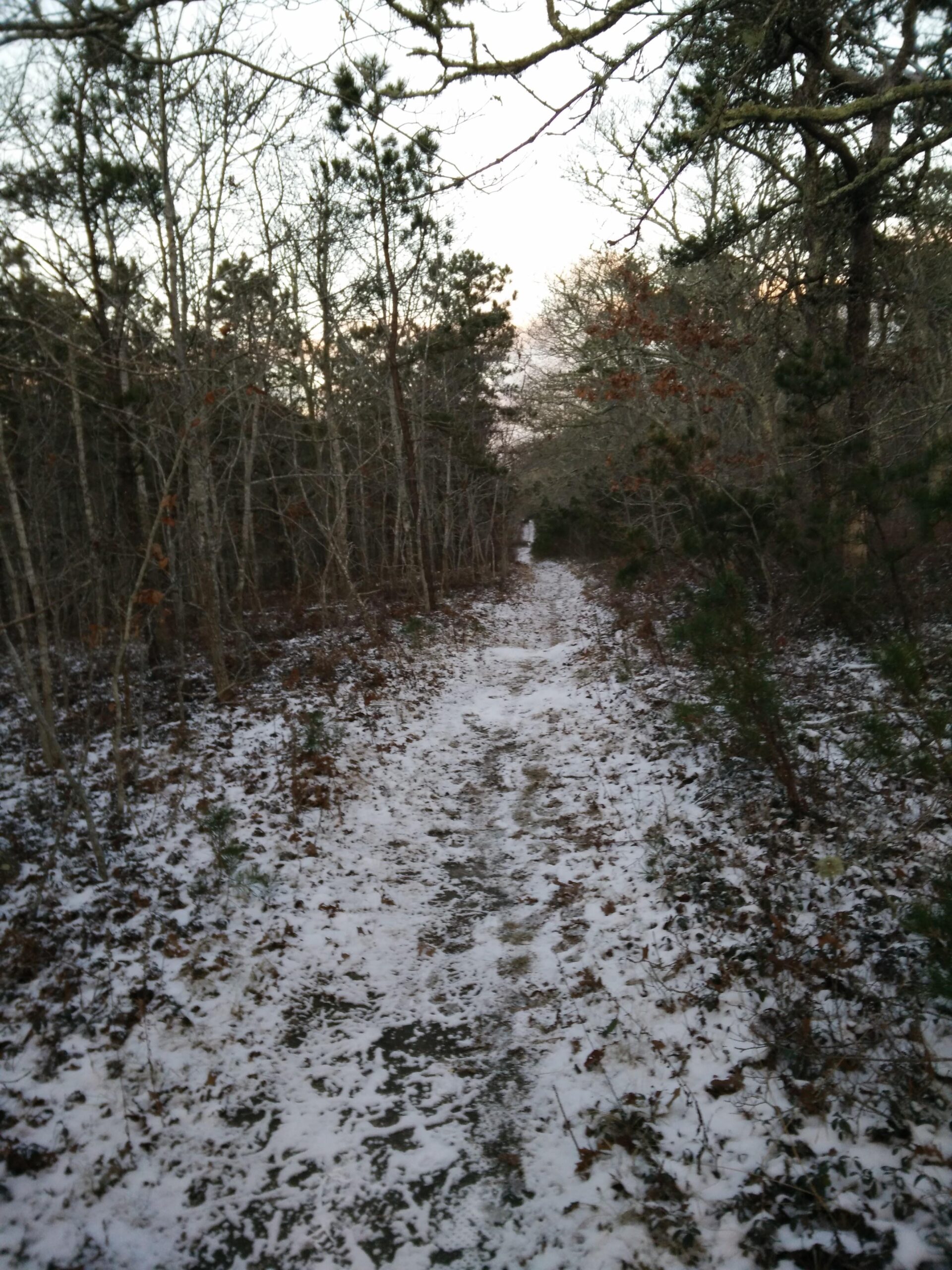 A snow-covered path winding through a wooded area, flanked by trees with bare branches. The scene is set during dusk, with soft light illuminating the pathway. Volunteer Park/Chatham Ponds mountain bike trail.