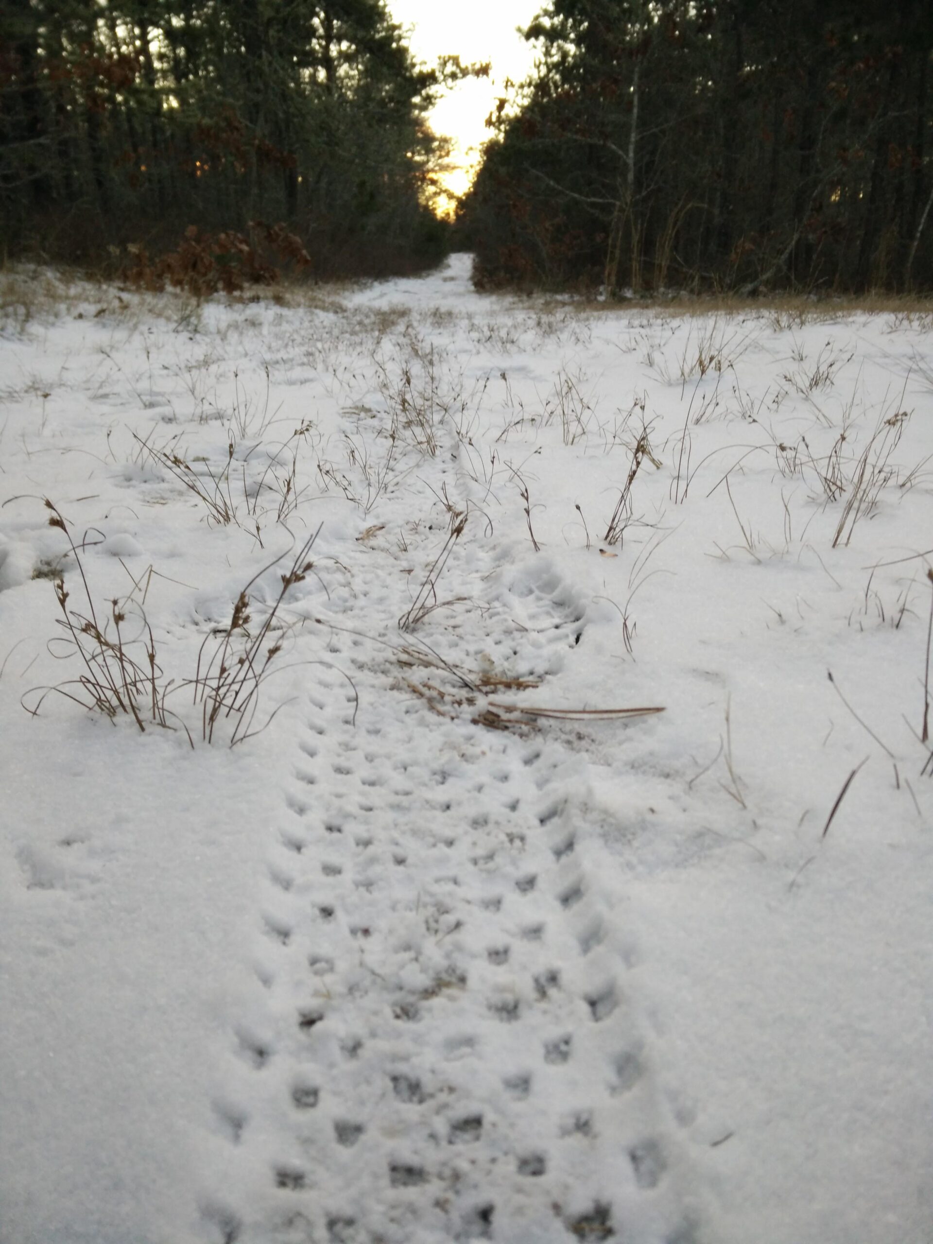 A snowy trail winding through a forest, with visible tire tracks in the snow leading into the distance. Surrounding the trail are patches of grass and trees, with a hint of sunset at the end of the path. Volunteer Park/Chatham Ponds mountain bike trail.