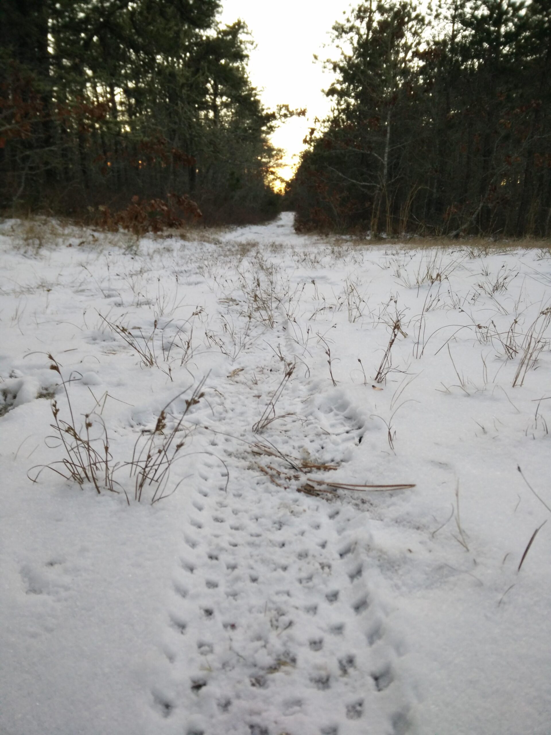 Bontrager Chupacabra: A snow-covered path through a forest, featuring tire tracks leading into the distance, surrounded by patches of dried grass and trees. The scene is illuminated by the soft light of dusk, creating a serene winter atmosphere.