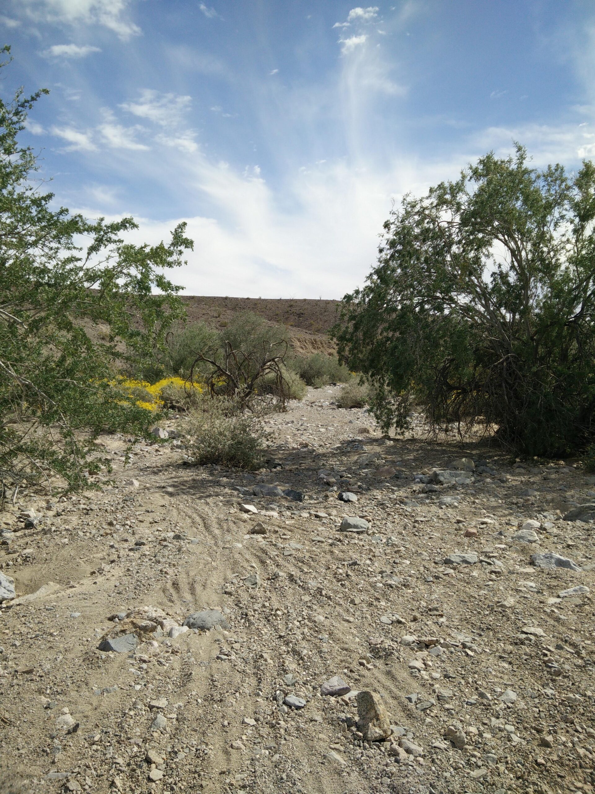 A rocky desert landscape featuring sparse vegetation, including shrubs and small trees, under a partly cloudy sky. The ground is uneven and consists of sand and stones, leading toward a distant hill. Sugarloaf Peak mountain bike trail.