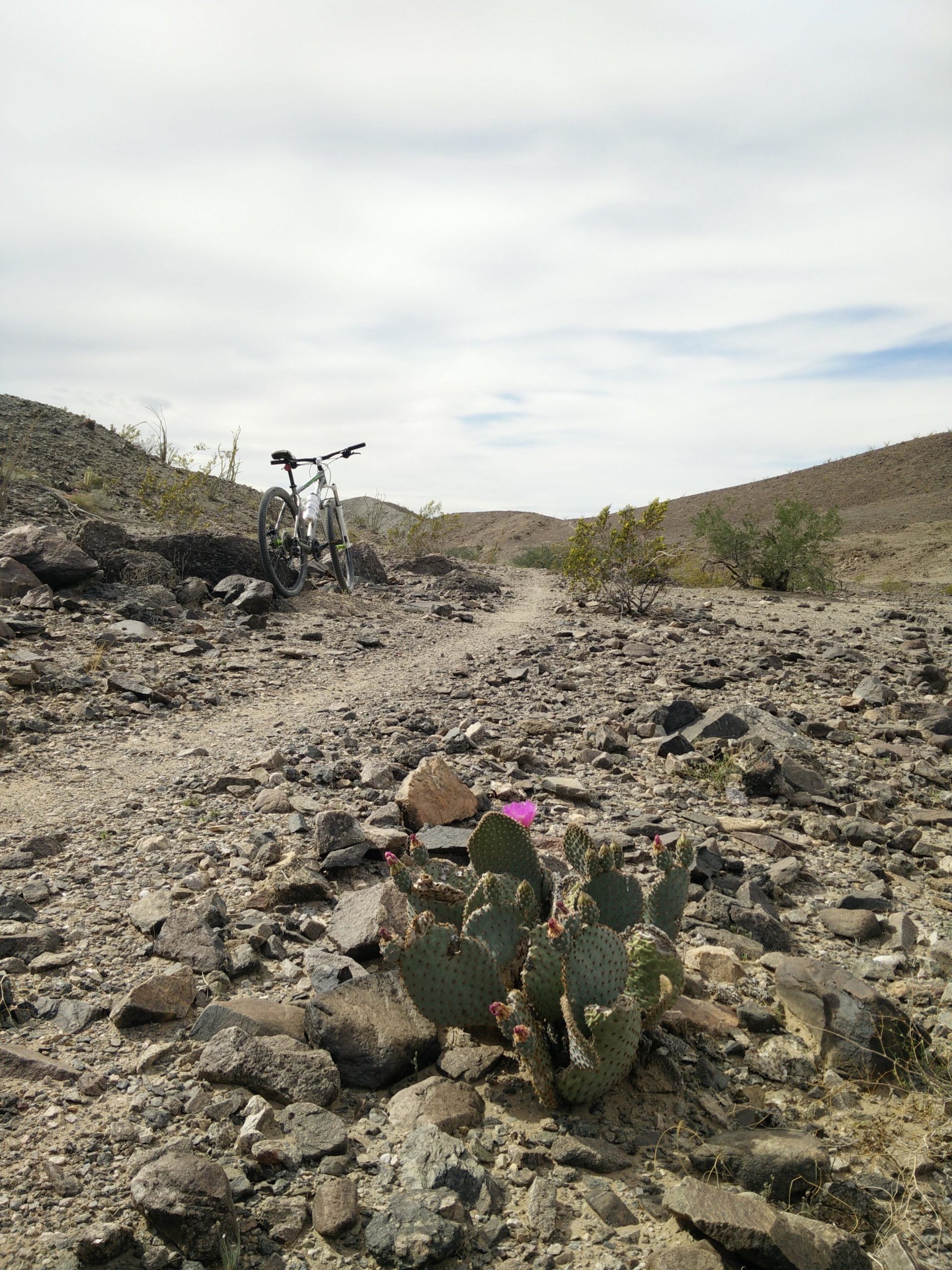 A mountain bike leaned against a rocky path in a desert landscape, with a blooming prickly pear cactus in the foreground and rolling hills under a cloudy sky in the background. Sugarloaf Peak mountain bike trail.
