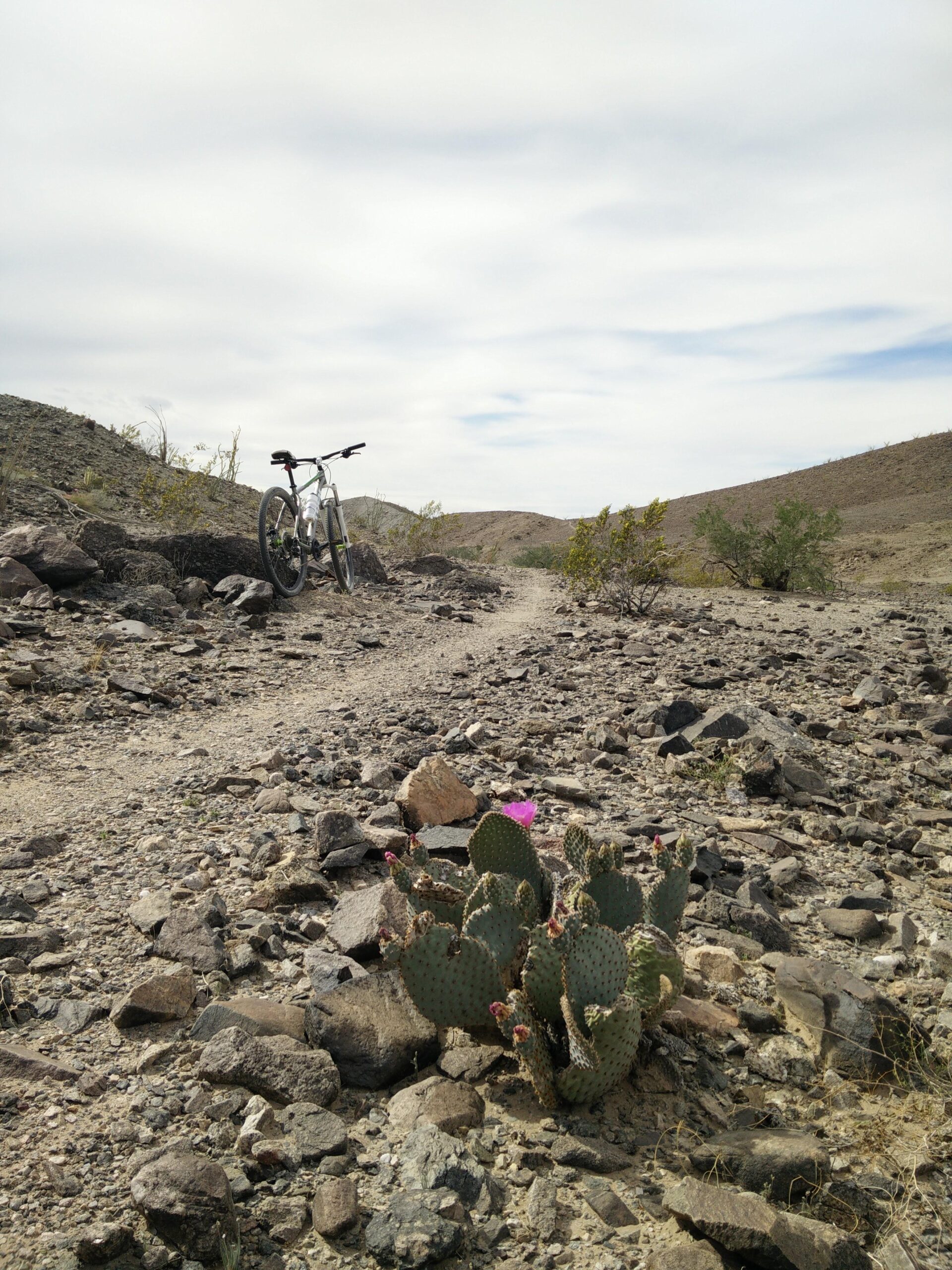A mountain bike rests on a rocky trail surrounded by sparse desert vegetation, with a patch of cactus featuring vibrant pink flowers in the foreground and hills in the background under a cloudy sky. Sugarloaf Peak mountain bike trail.