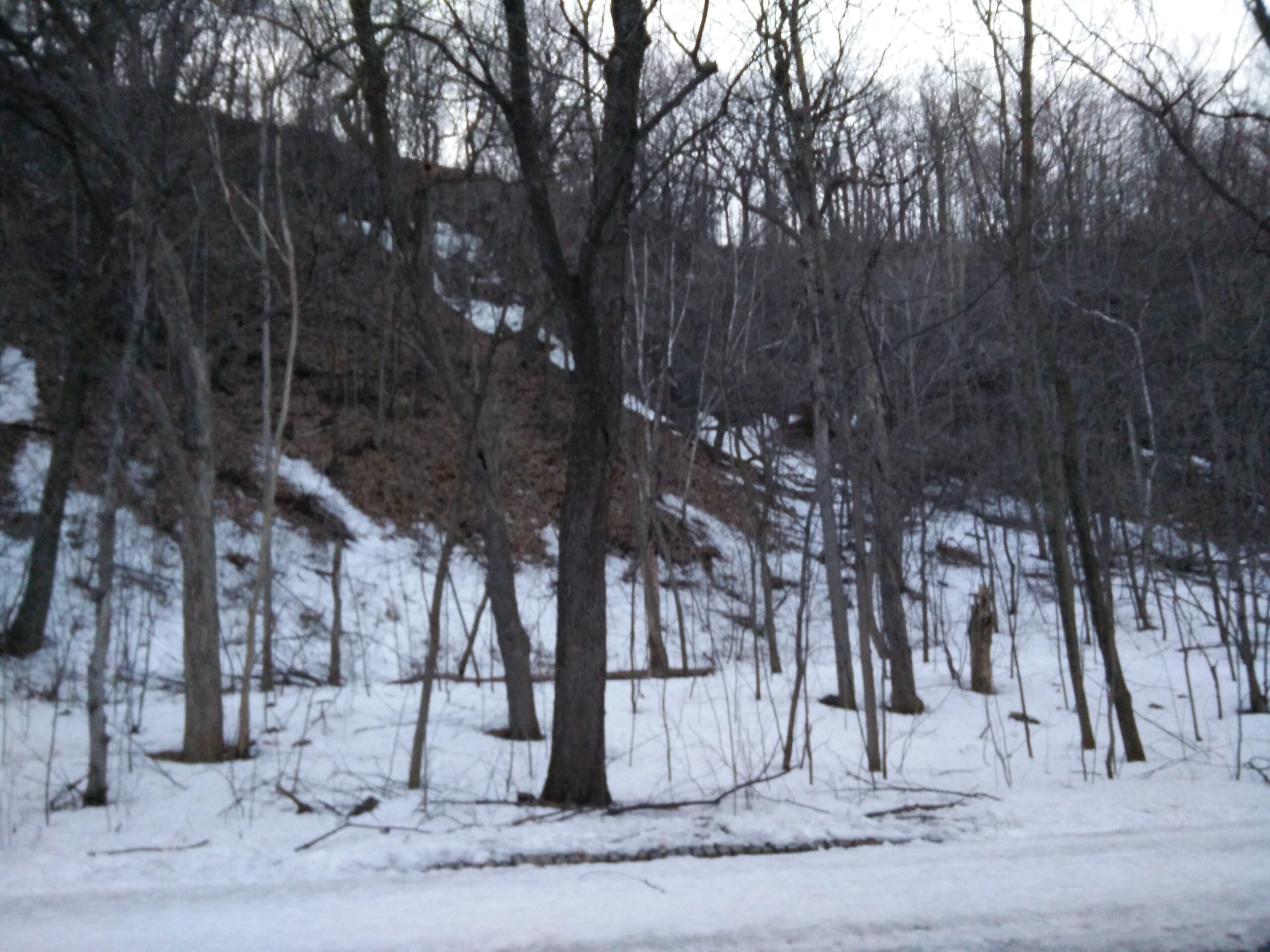 A winter landscape featuring a snow-covered slope and bare trees. The ground is blanketed in white snow, with patches of brown leaves visible on the hillside. The scene is set in a wooded area, capturing the tranquility of a quiet, cold day. Parc du Mont-Royal mountain bike trail.