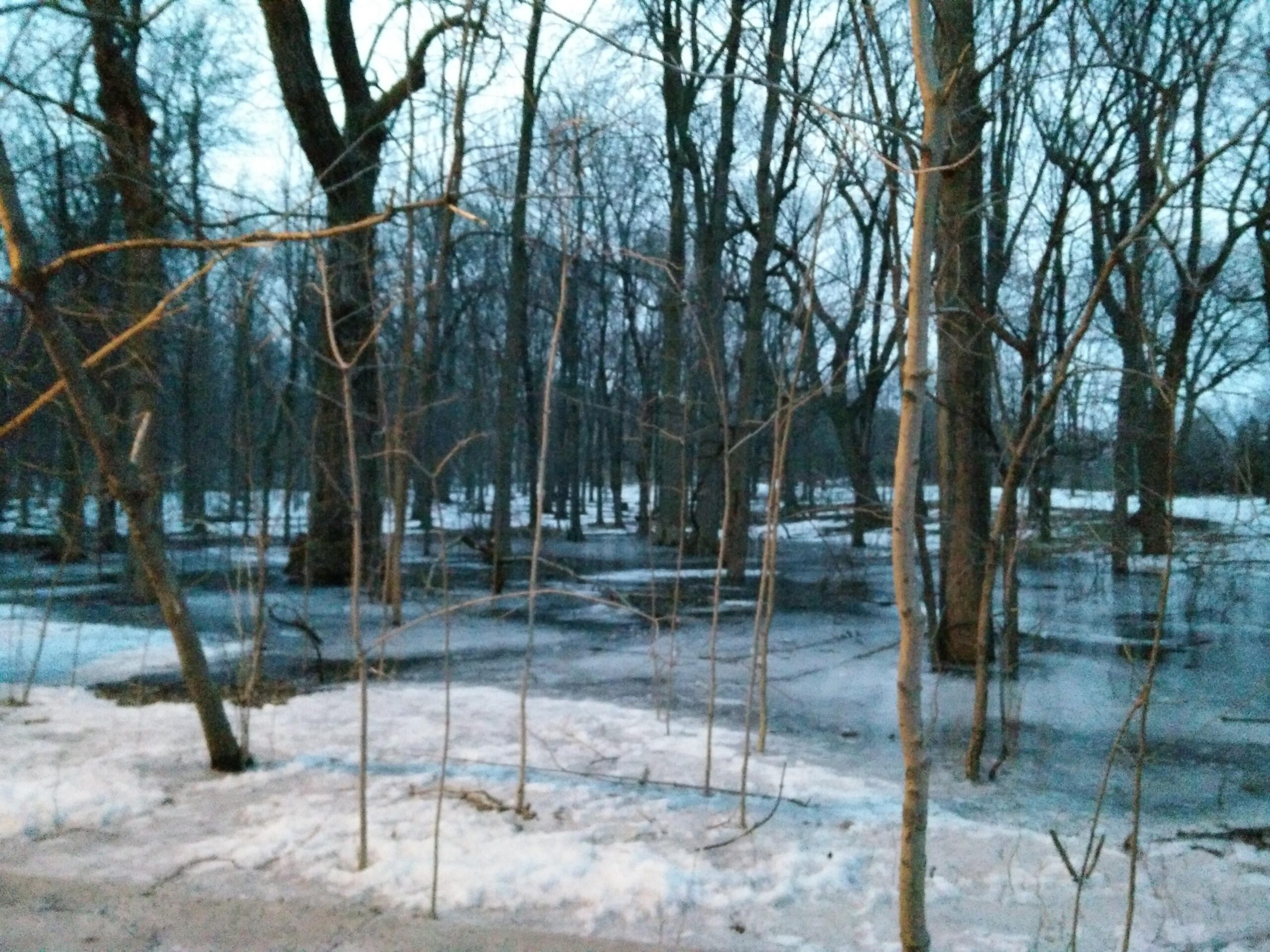 A winter scene depicting a forest with bare trees and patches of snow. A shallow layer of water is visible on the forest floor, reflecting the muted light of dusk. The atmosphere is calm and serene, highlighting the beauty of nature in the colder season. Parc du Mont-Royal mountain bike trail.